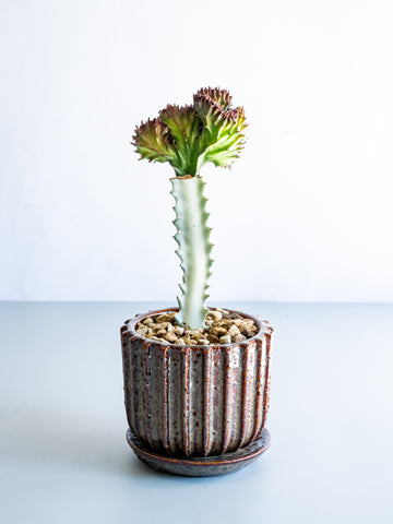 【一点もの】ユーフォルビア・ラクテアマハラジャ Table-M #17