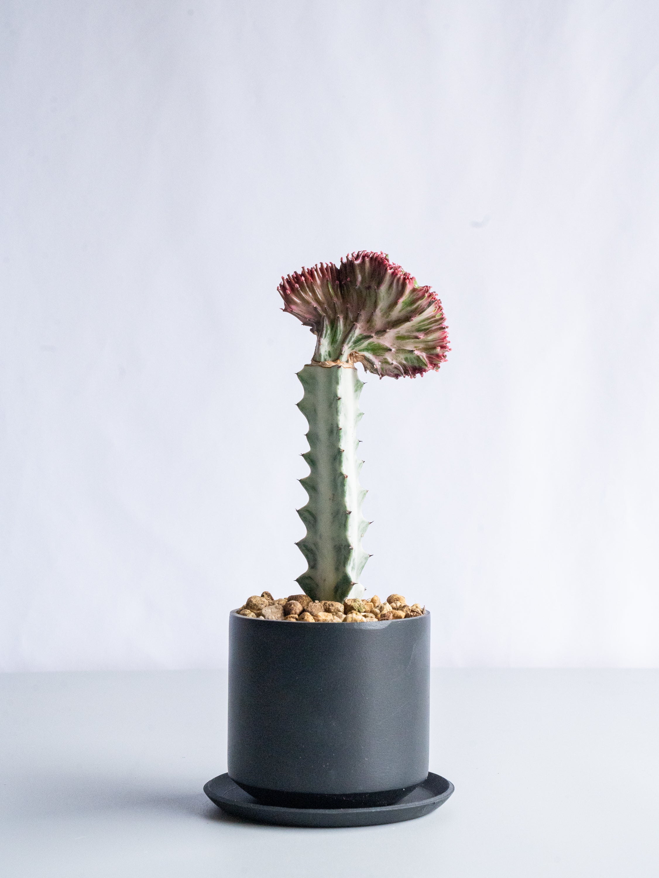 【一点もの】ユーフォルビア・ラクテアマハラジャ Table-M #13