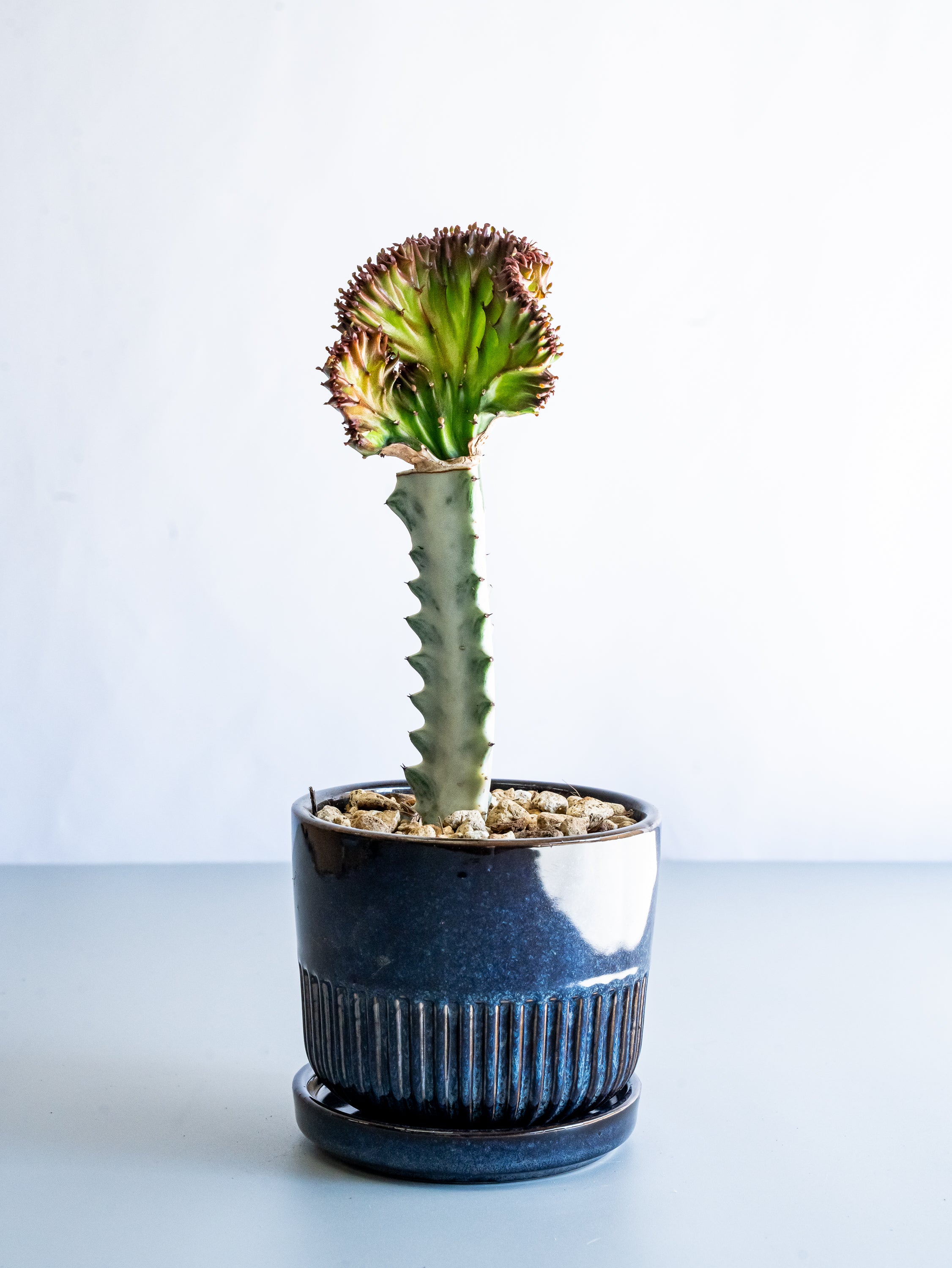 【一点もの】ユーフォルビア・ラクテアマハラジャ Table-M #19