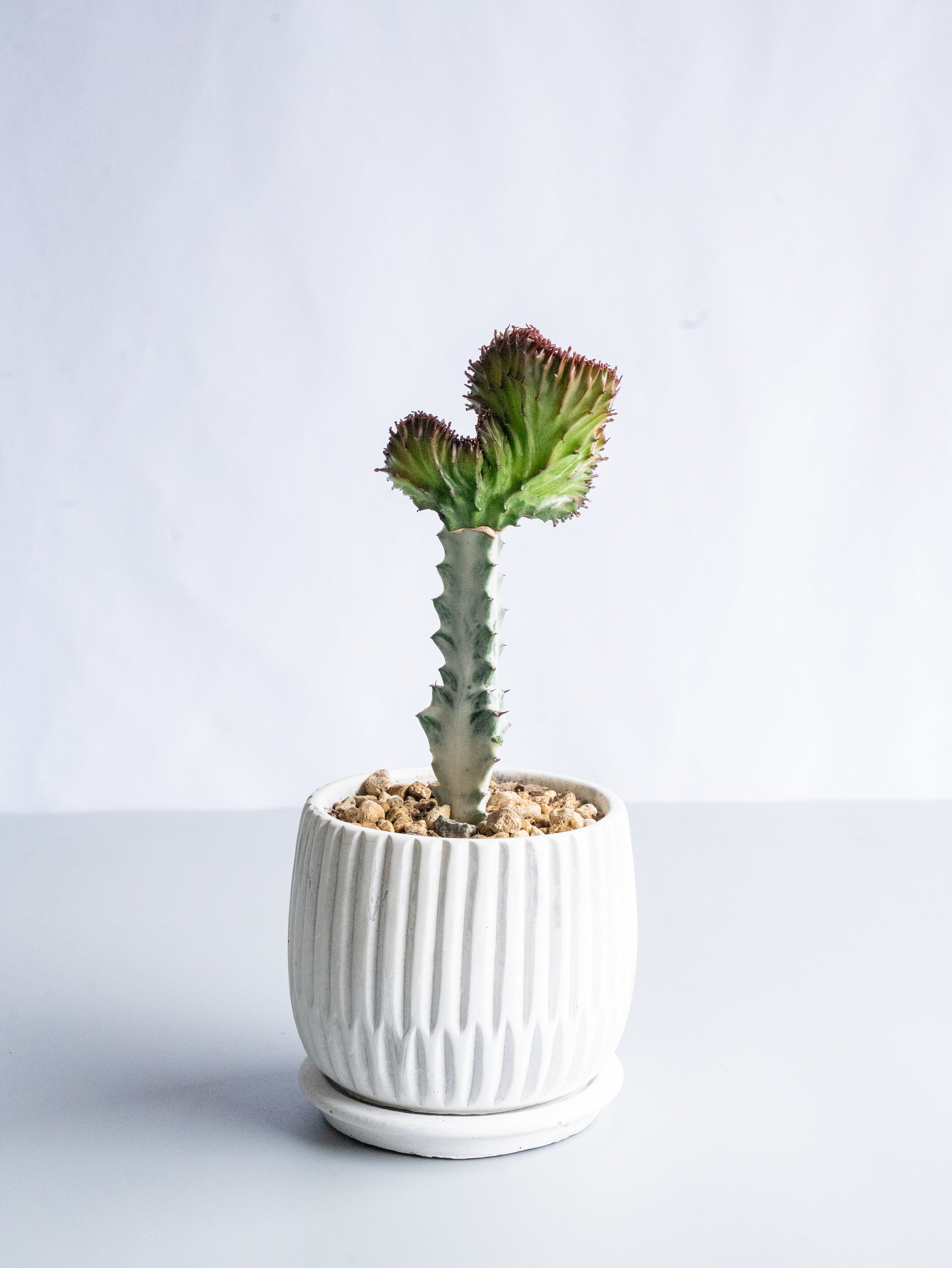 【一点もの】ユーフォルビア・ラクテアマハラジャ Table-M #10