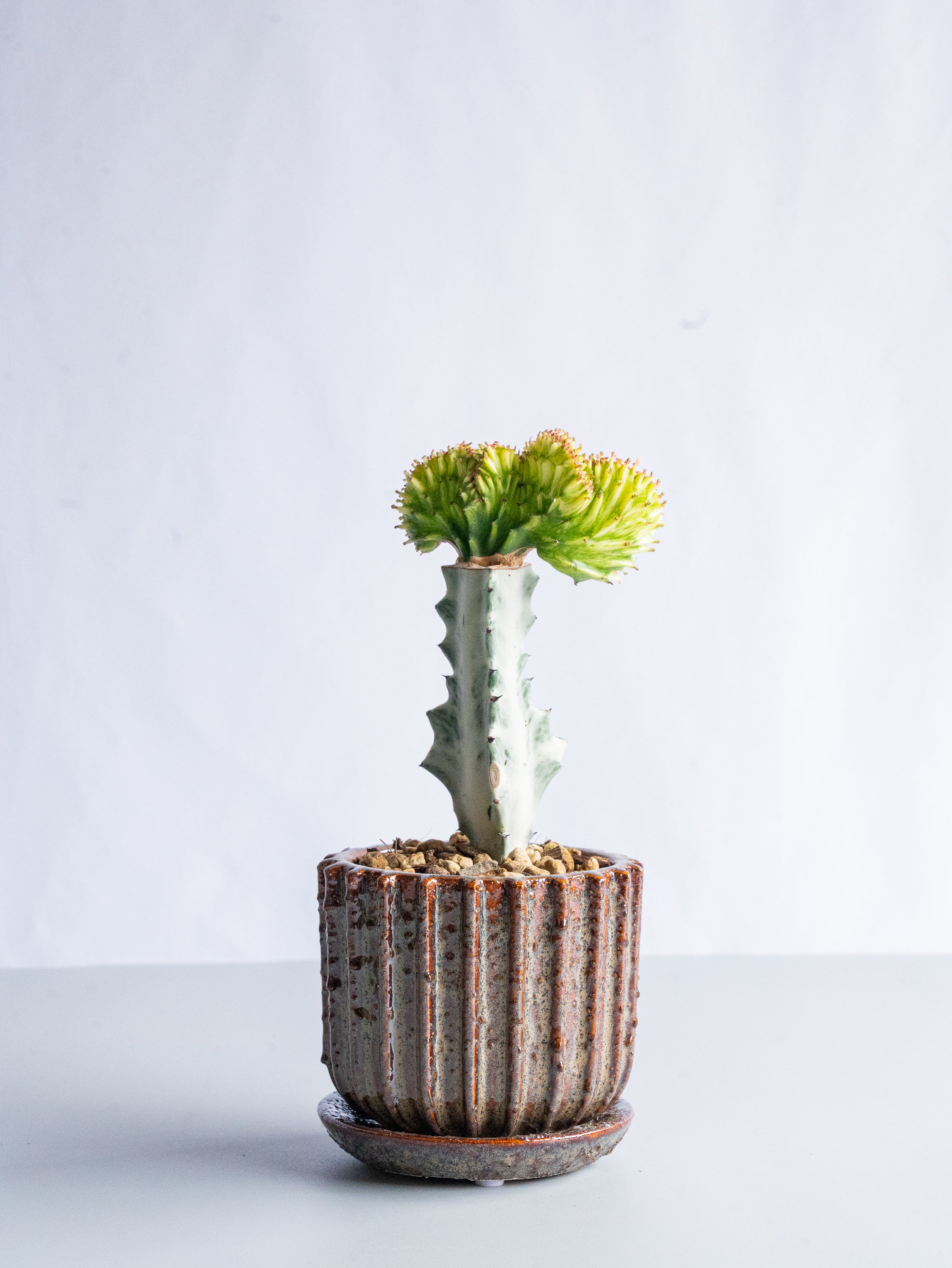 【一点もの】ユーフォルビア・ラクテアマハラジャ Table-M #9