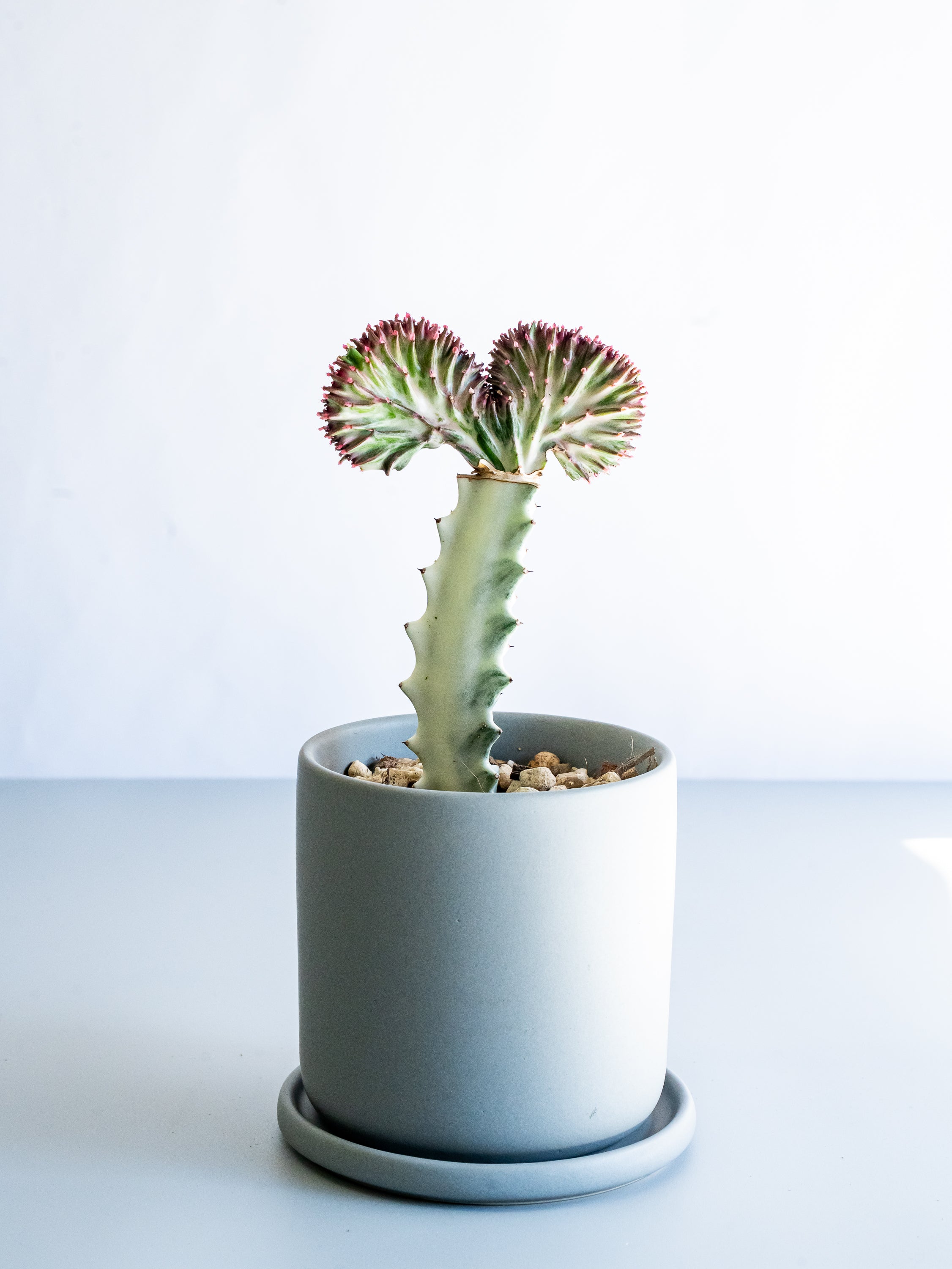 【一点もの】ユーフォルビア・ラクテアマハラジャ Table-M #16