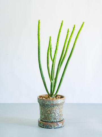 【一点もの】ユーフォルビア・オンコクラータ Table-S #9