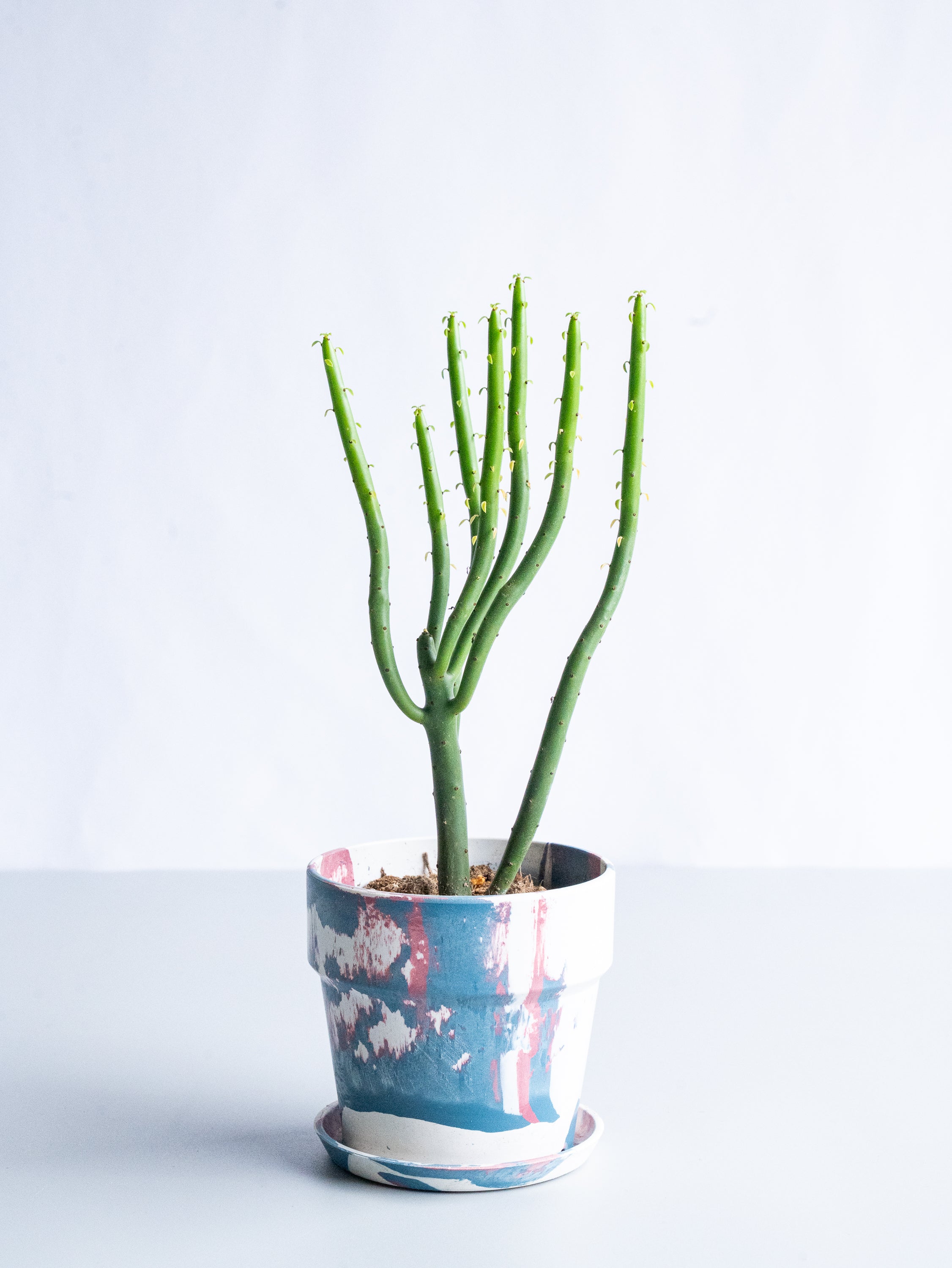 【一点もの】ユーフォルビア・オンコクラータ Table-S #6