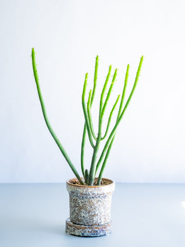 【一点もの】ユーフォルビア・オンコクラータ Table-S #11