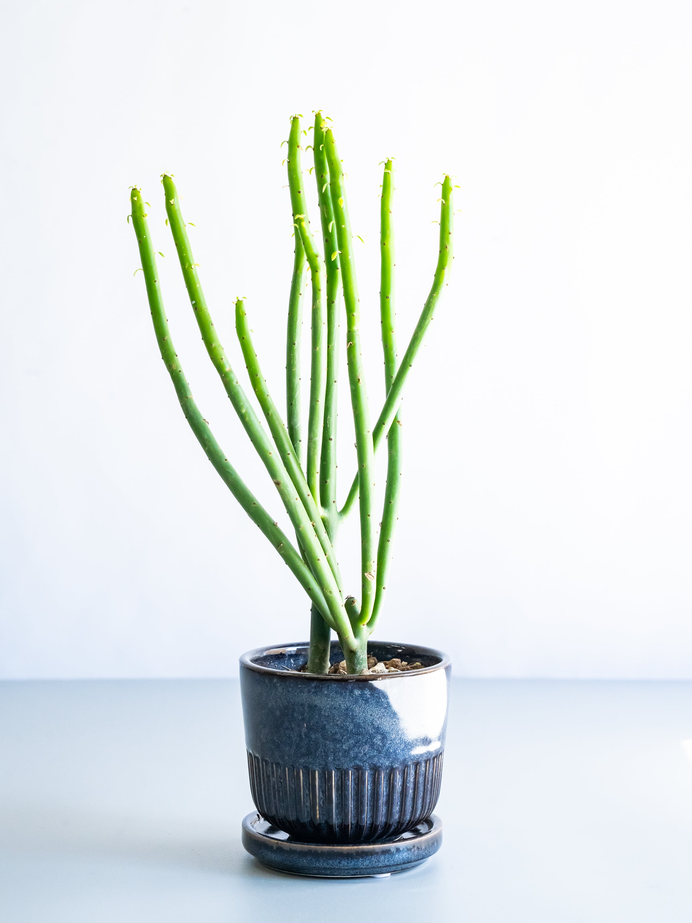 【一点もの】ユーフォルビア・オンコクラータ Table-S #12