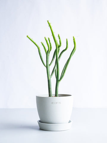 【一点もの】ユーフォルビア・オンコクラータ Table-S #7