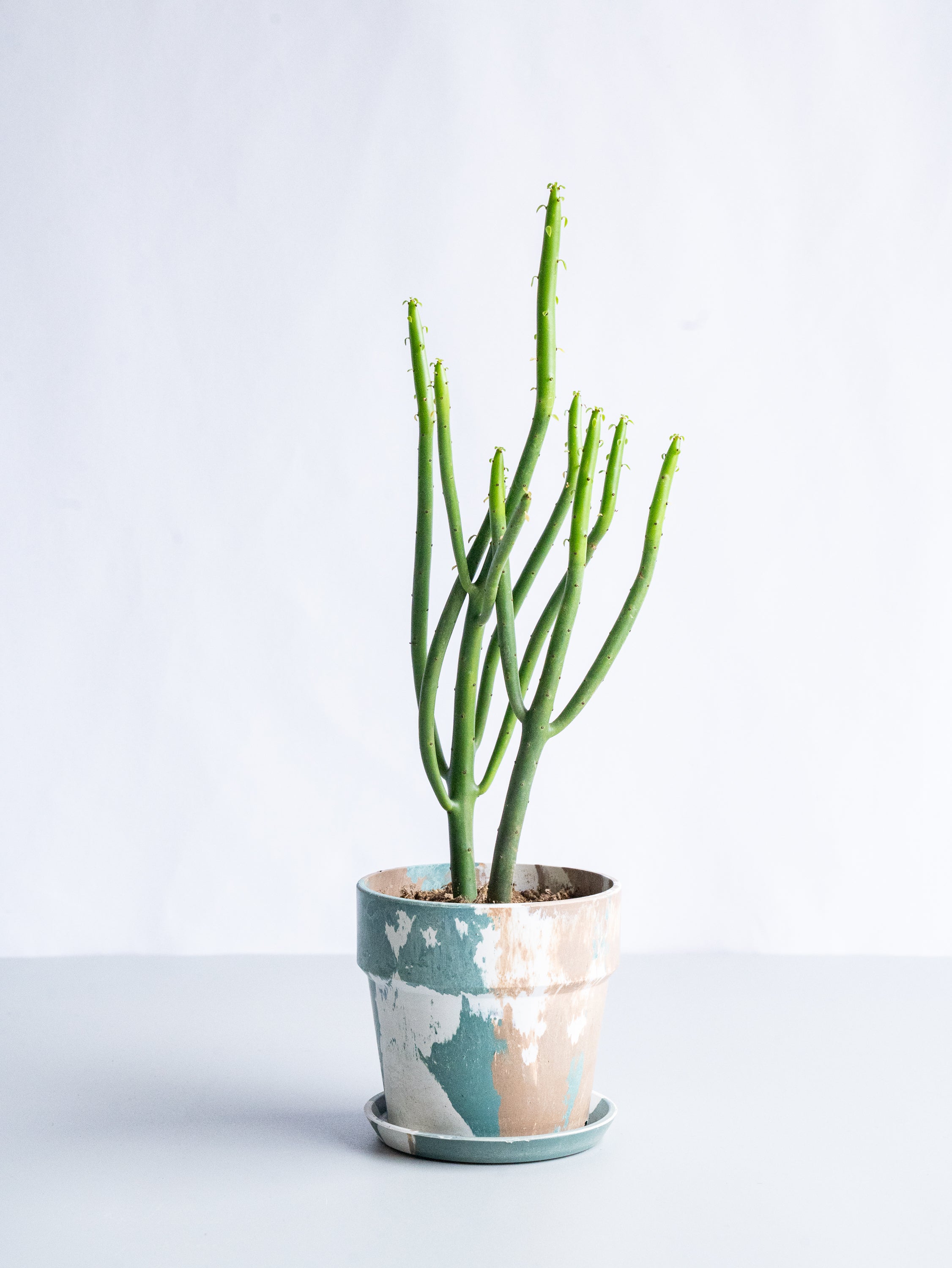 【一点もの】ユーフォルビア・オンコクラータ Table-S #5