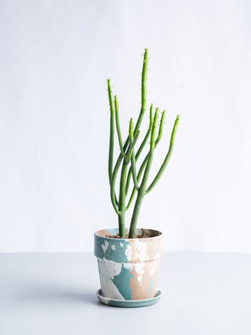 【一点もの】ユーフォルビア・オンコクラータ Table-S #5