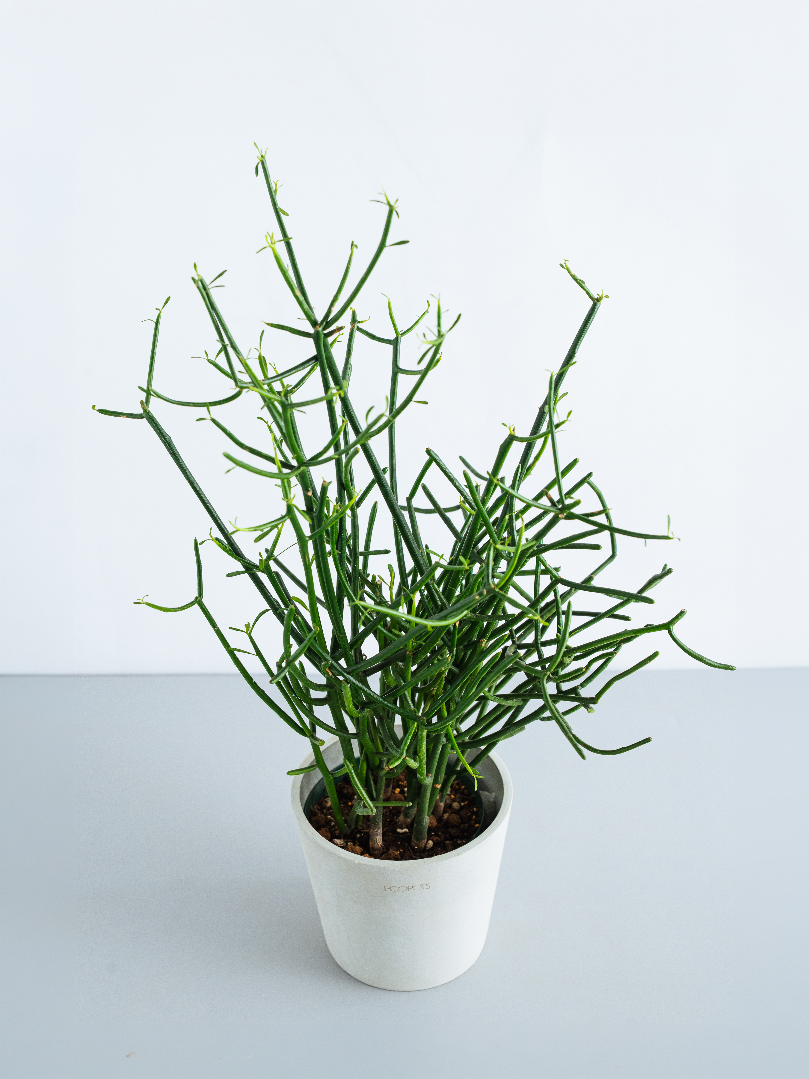 ミルクブッシュ Table-M | 観葉植物の通販 AND PLANTS (アンドプランツ)
