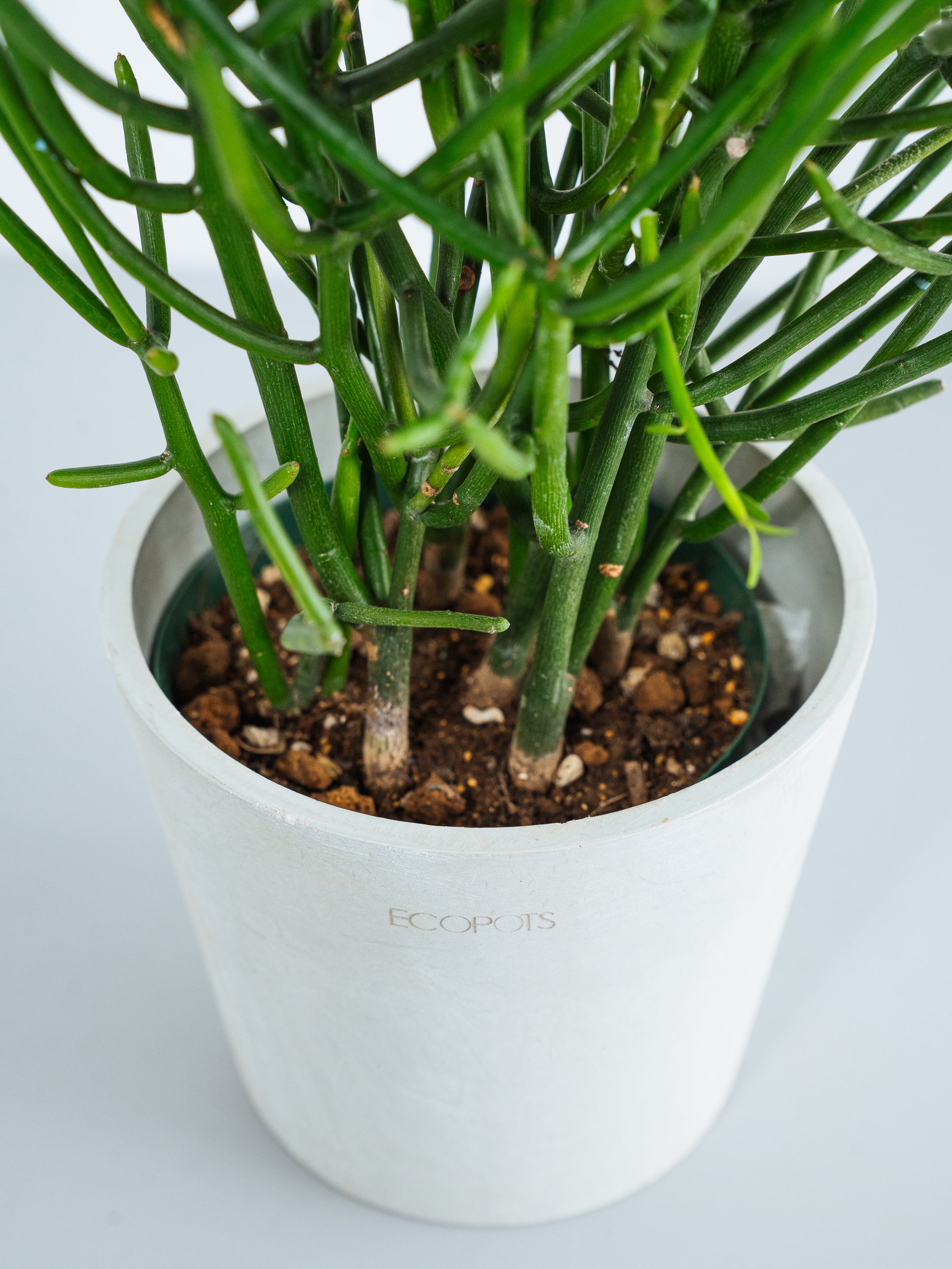 ミルクブッシュ Table-M | 観葉植物の通販 AND PLANTS (アンドプランツ)