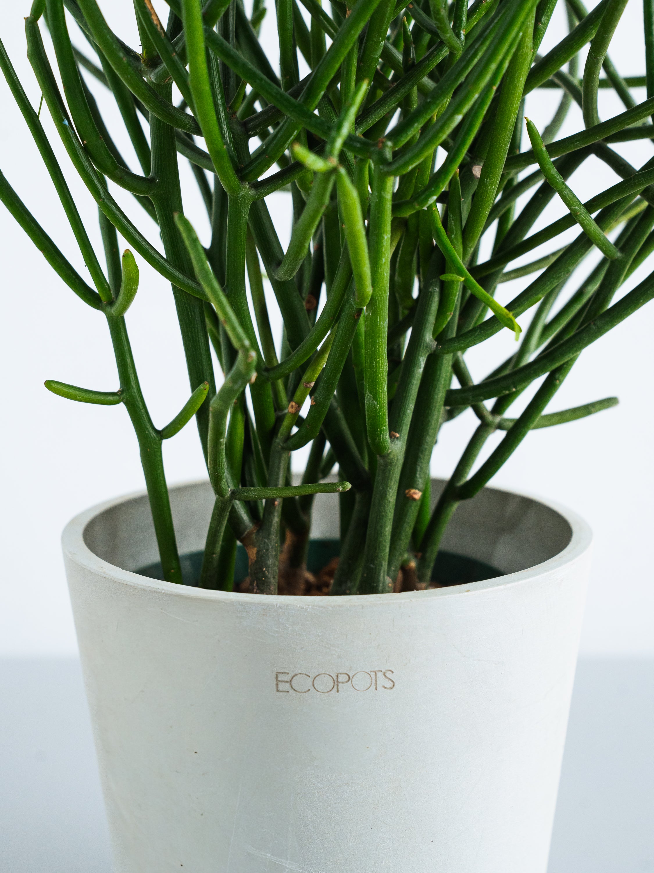 ミルクブッシュ Table-M | 観葉植物の通販 AND PLANTS (アンドプランツ)