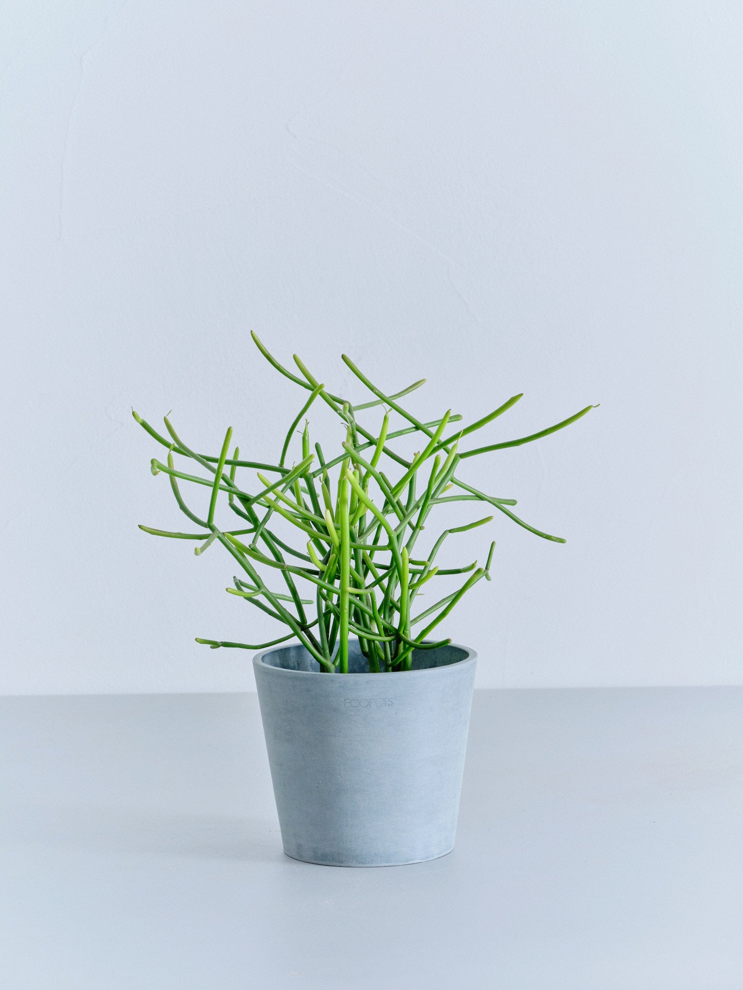 ミルクブッシュ Table-M