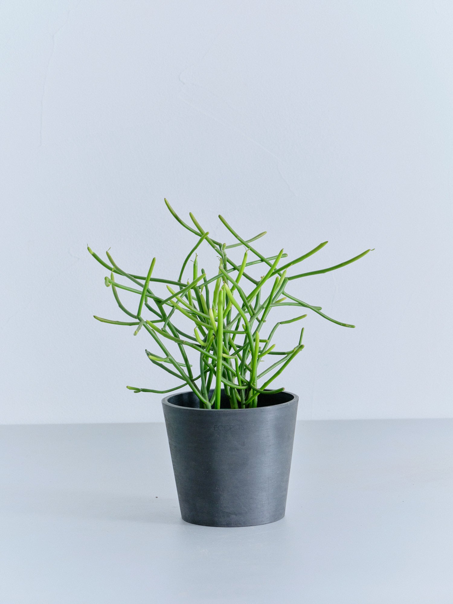 ミルクブッシュ 8号　一点もの ミルクブッシュ Table-M | 観葉植物の通販 AND PLANTS (アンドプランツ)