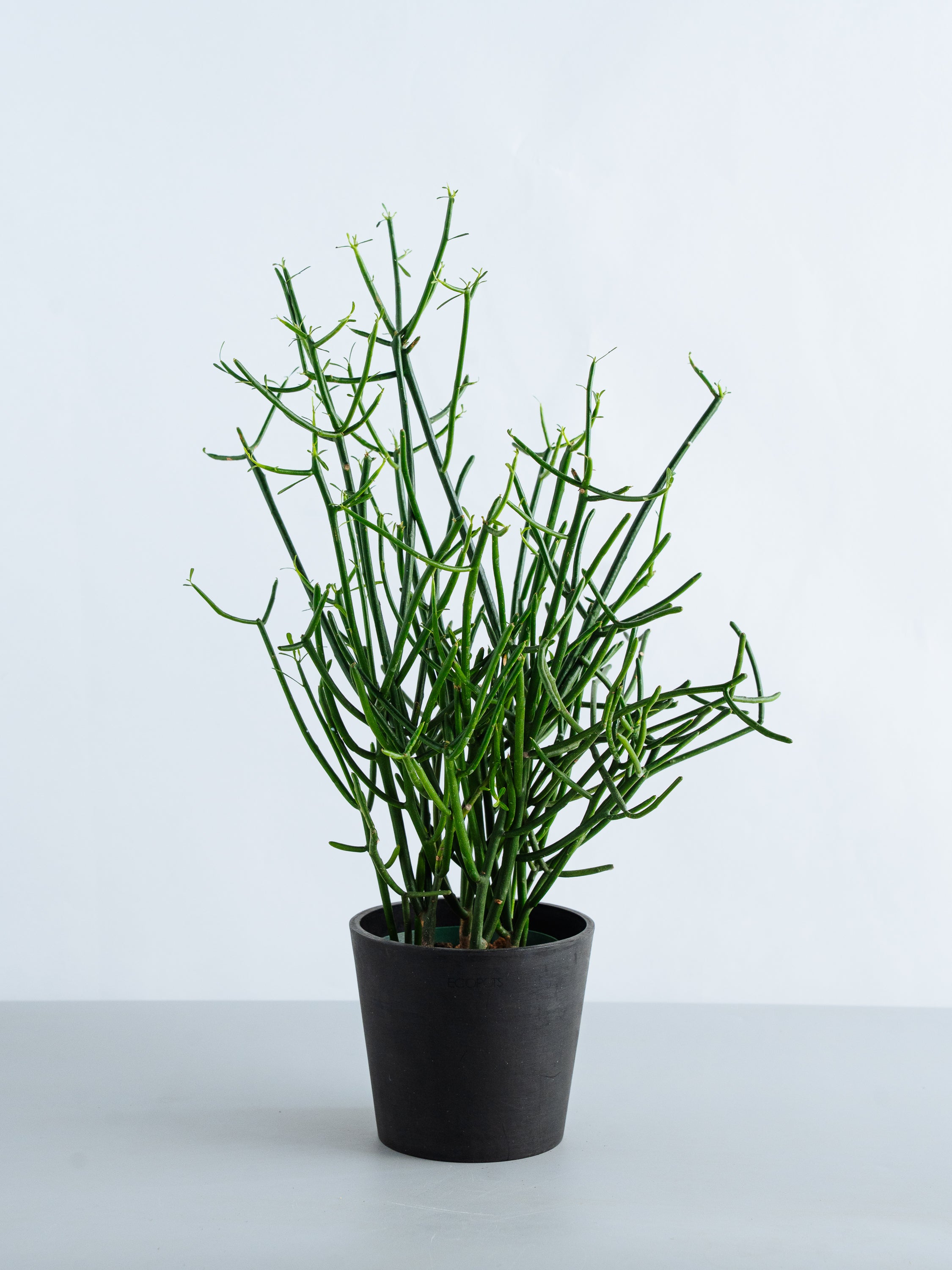 ミルクブッシュ Table-M | 観葉植物の通販 AND PLANTS (アンドプランツ)