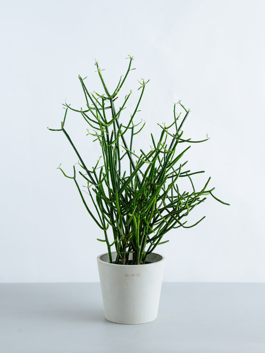 ミルクブッシュ | 観葉植物の通販 AND PLANTS (アンドプランツ)