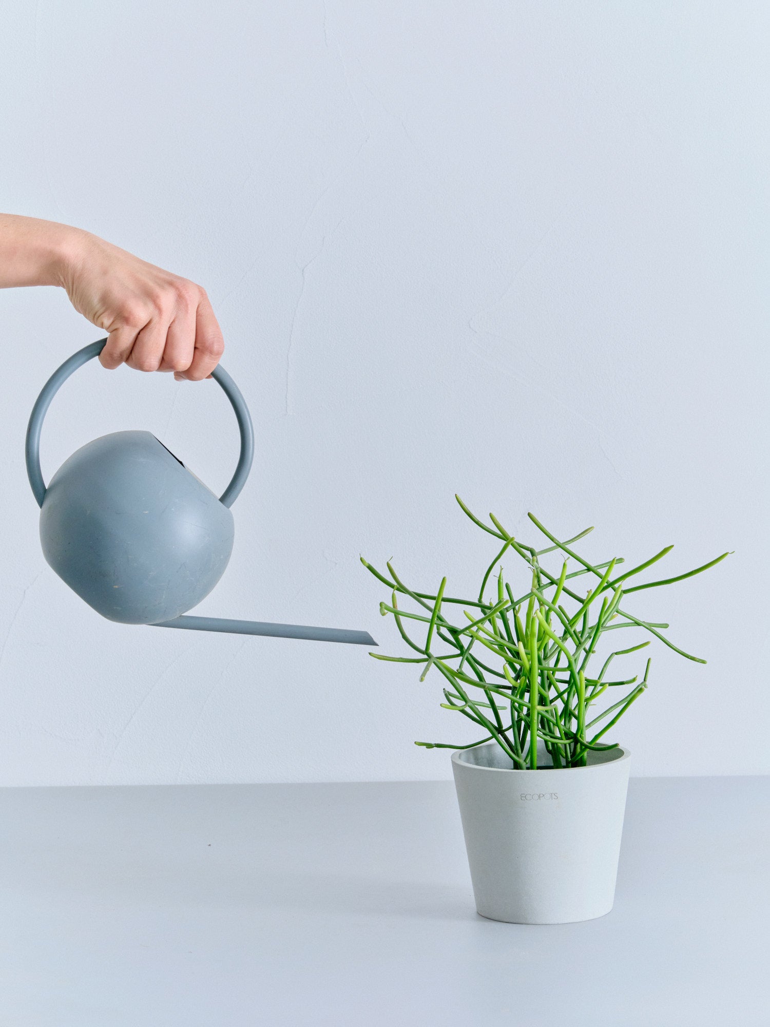 ミルクブッシュ Table-M | 観葉植物の通販 AND PLANTS (アンドプランツ)