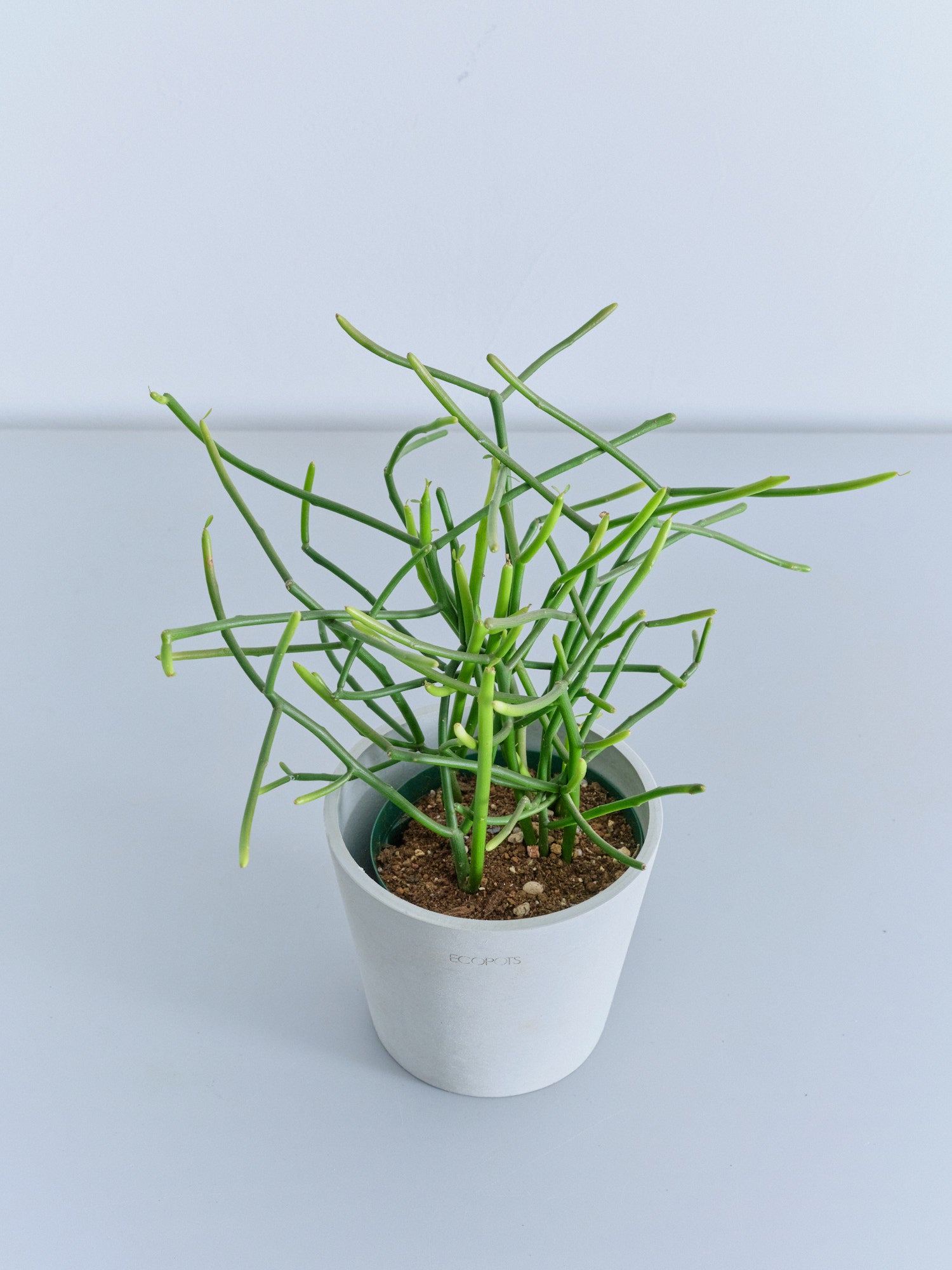 ミルクブッシュ Table-M | 観葉植物の通販 AND PLANTS (アンドプランツ)