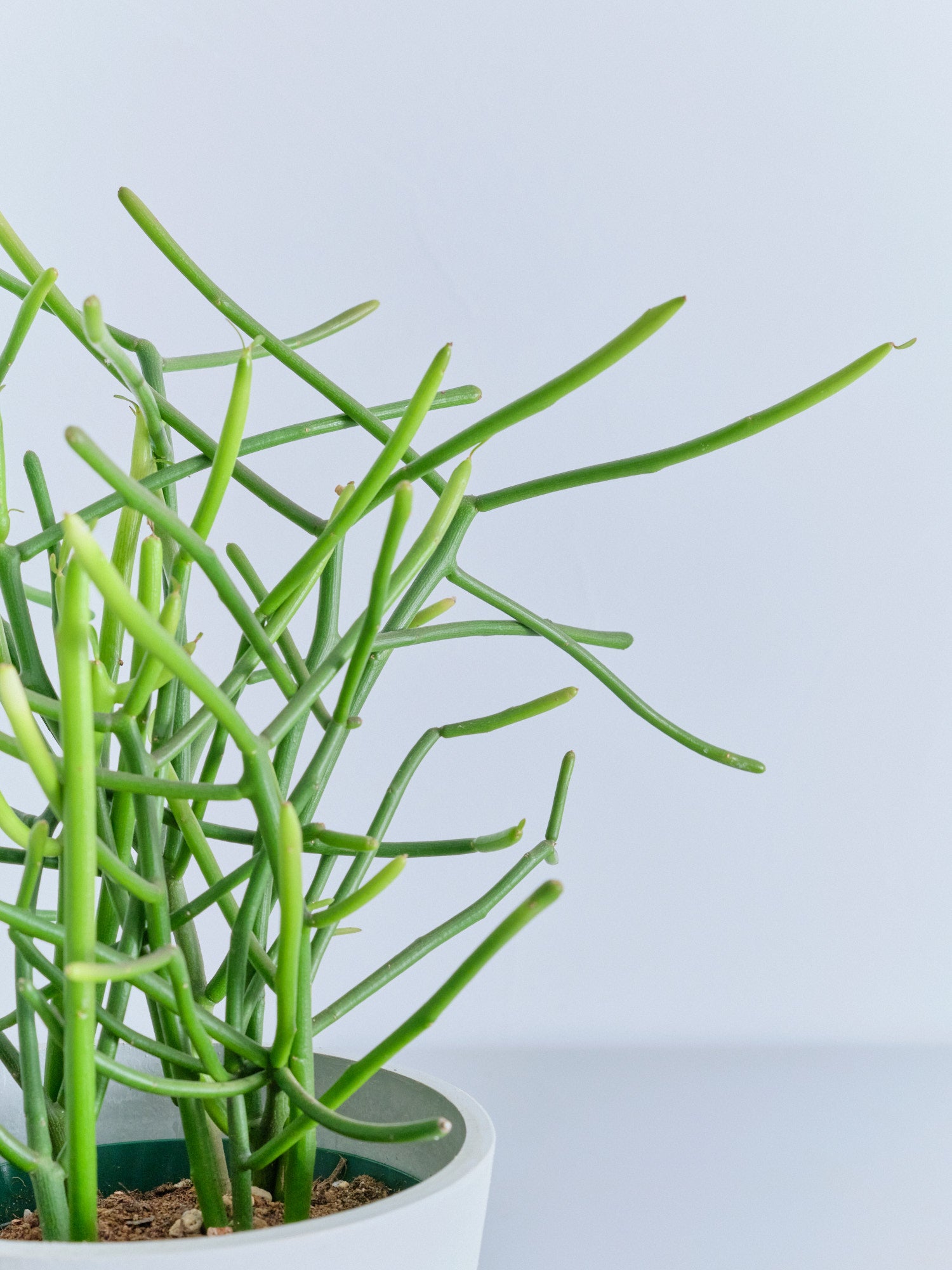 ミルクブッシュ Table-M | 観葉植物の通販 AND PLANTS (アンドプランツ)