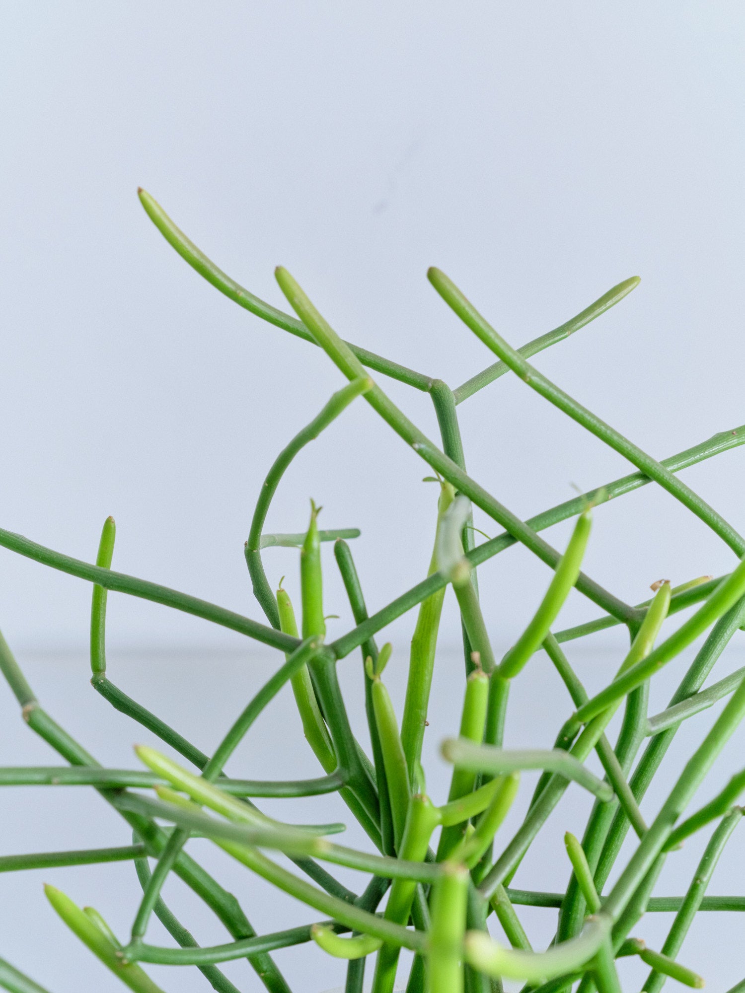 ミルクブッシュ Table-M | 観葉植物の通販 AND PLANTS (アンドプランツ)