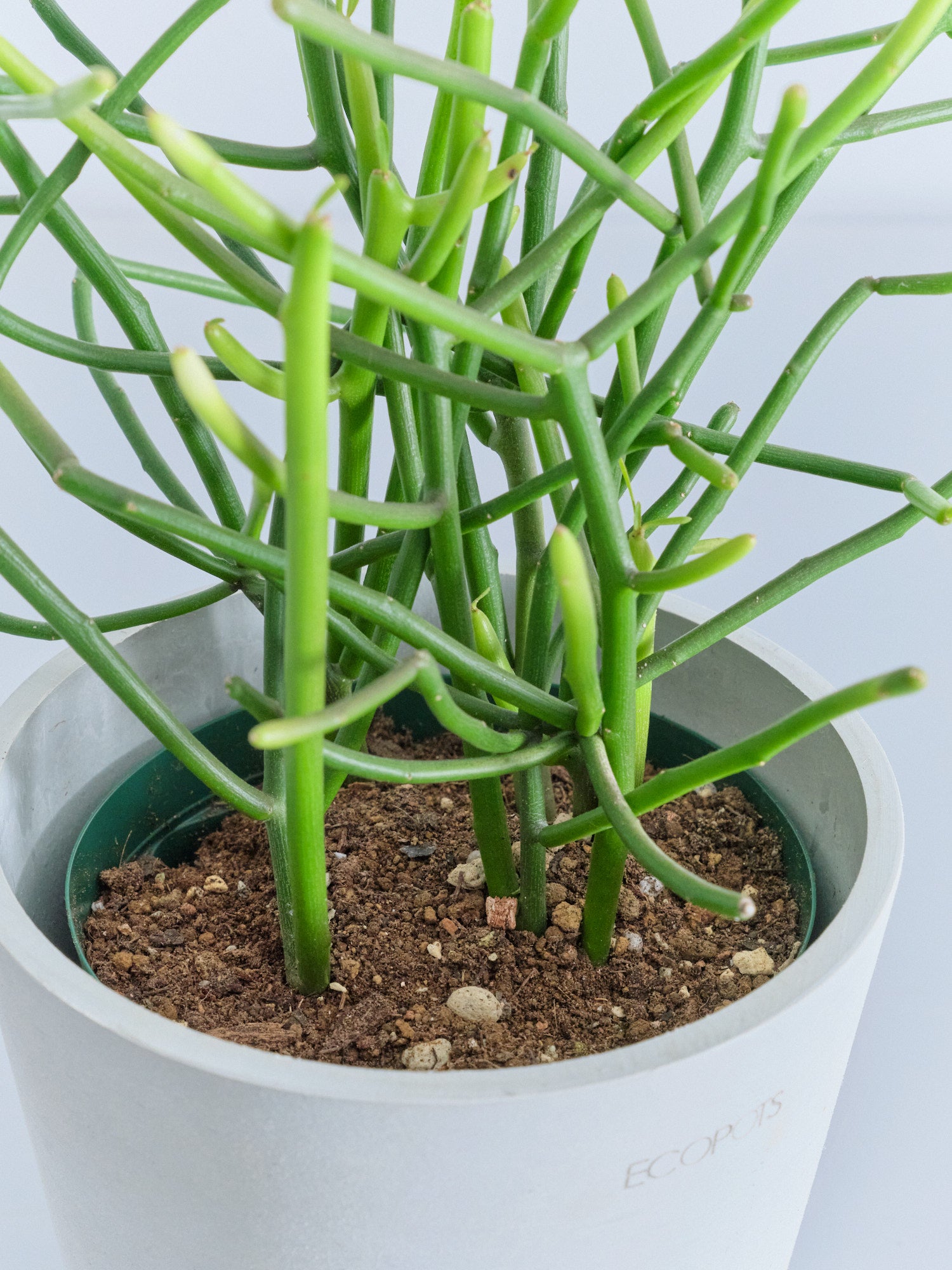 ミルクブッシュ Table-M | 観葉植物の通販 AND PLANTS (アンドプランツ)