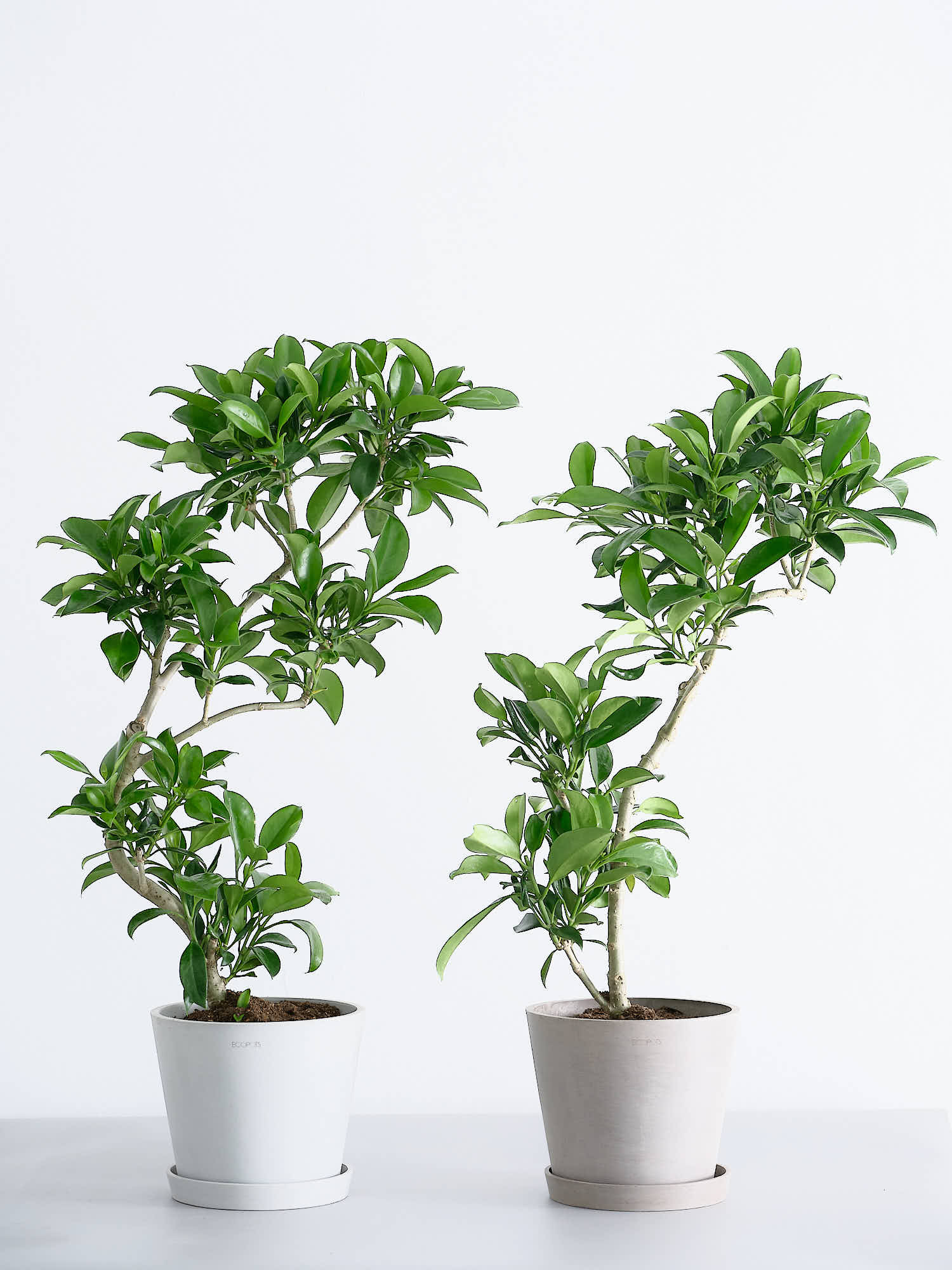 ファグラエア・ベルテロアナ S | 観葉植物の通販 AND PLANTS (アンド