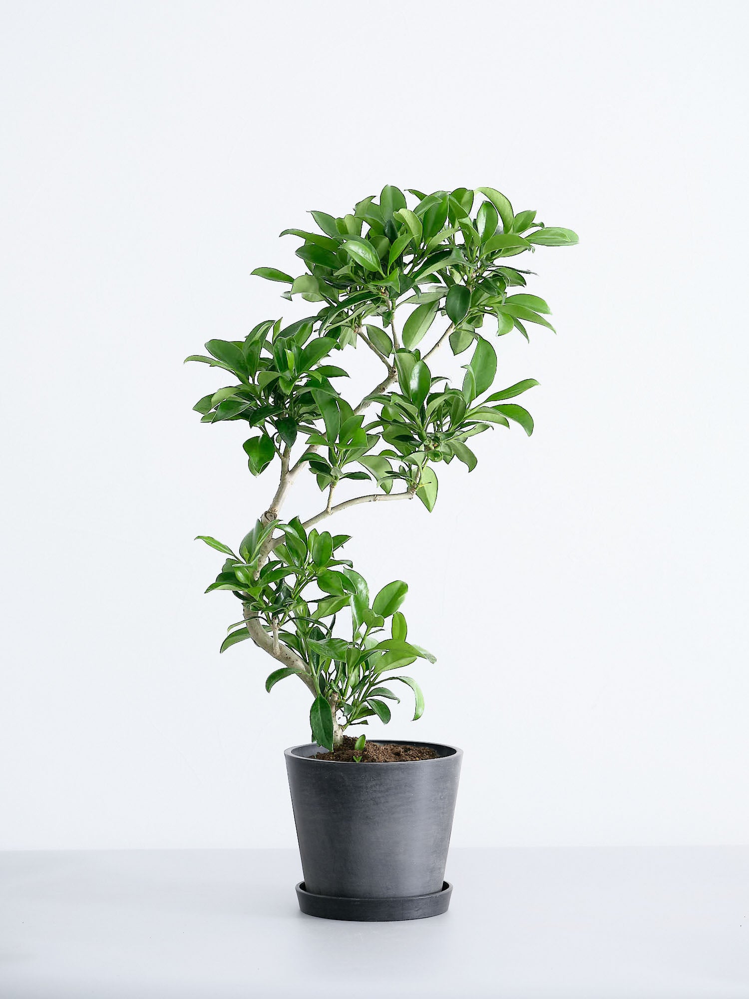 ファグラエア・ベルテロアナ S | 観葉植物の通販 AND PLANTS (アンド