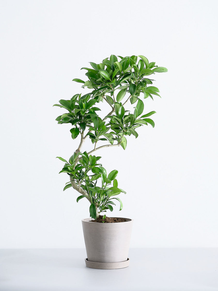 ファグラエア・ベルテロアナ | 観葉植物の通販 AND PLANTS (アンド
