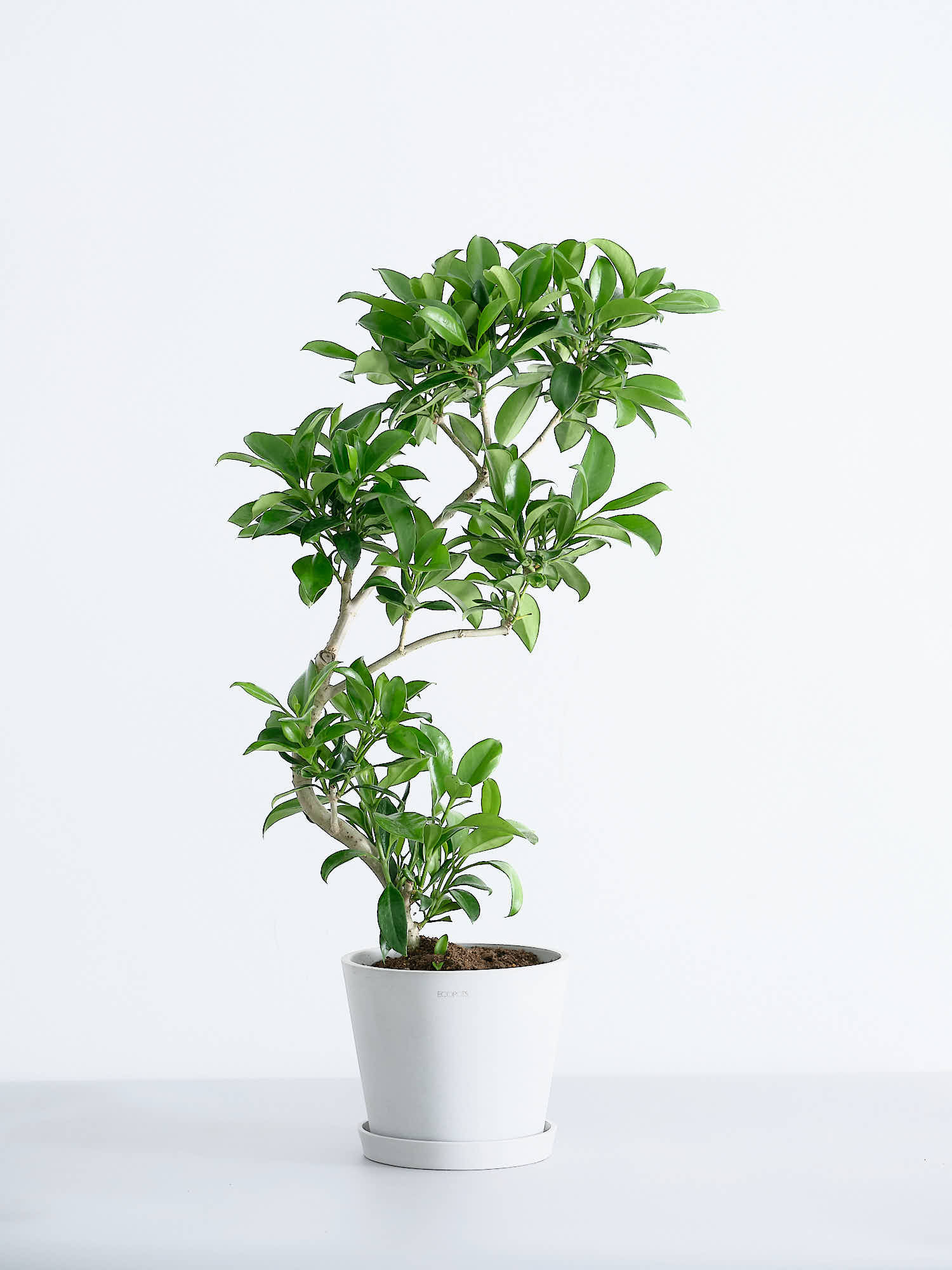 ファグラエア・ベルテロアナ S | 観葉植物の通販 AND PLANTS (アンド