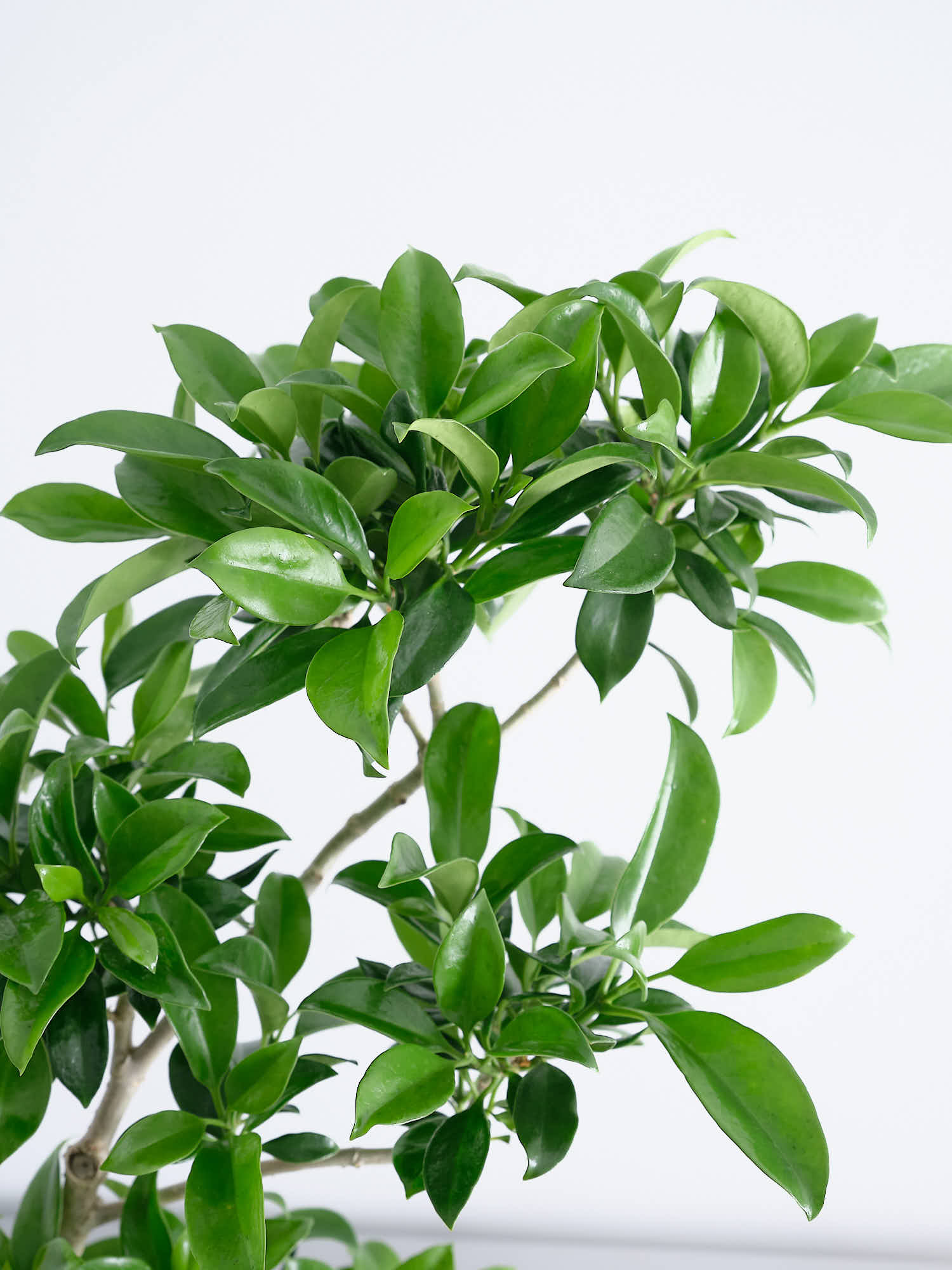 ファグラエア・ベルテロアナ S | 観葉植物の通販 AND PLANTS (アンド