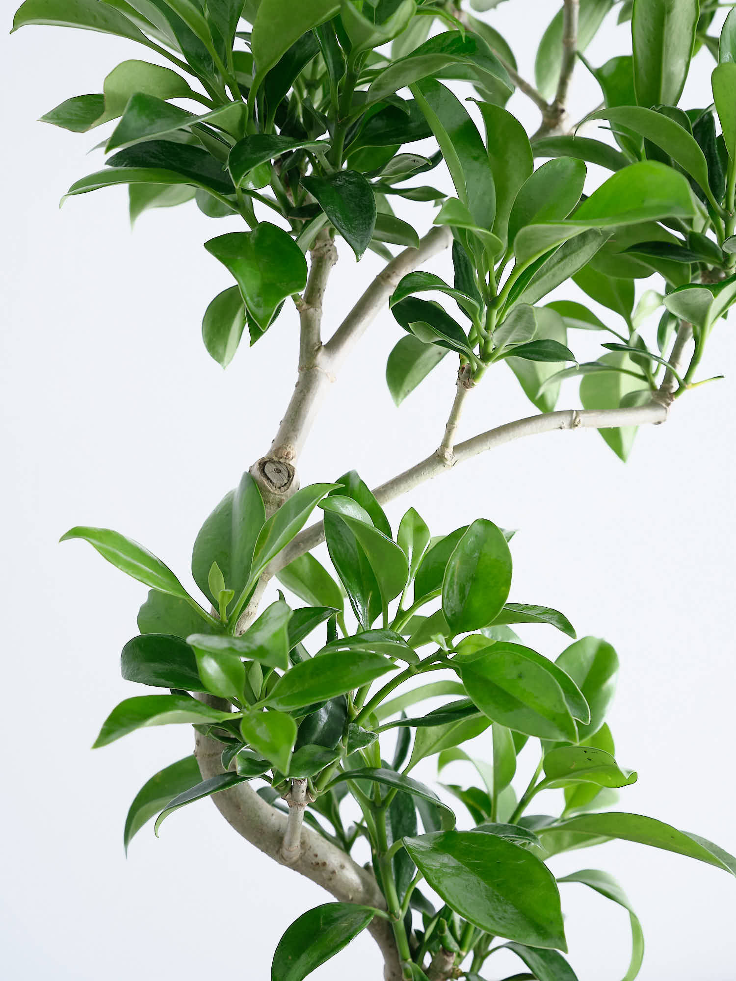 ファグラエア・ベルテロアナ S | 観葉植物の通販 AND PLANTS (アンド