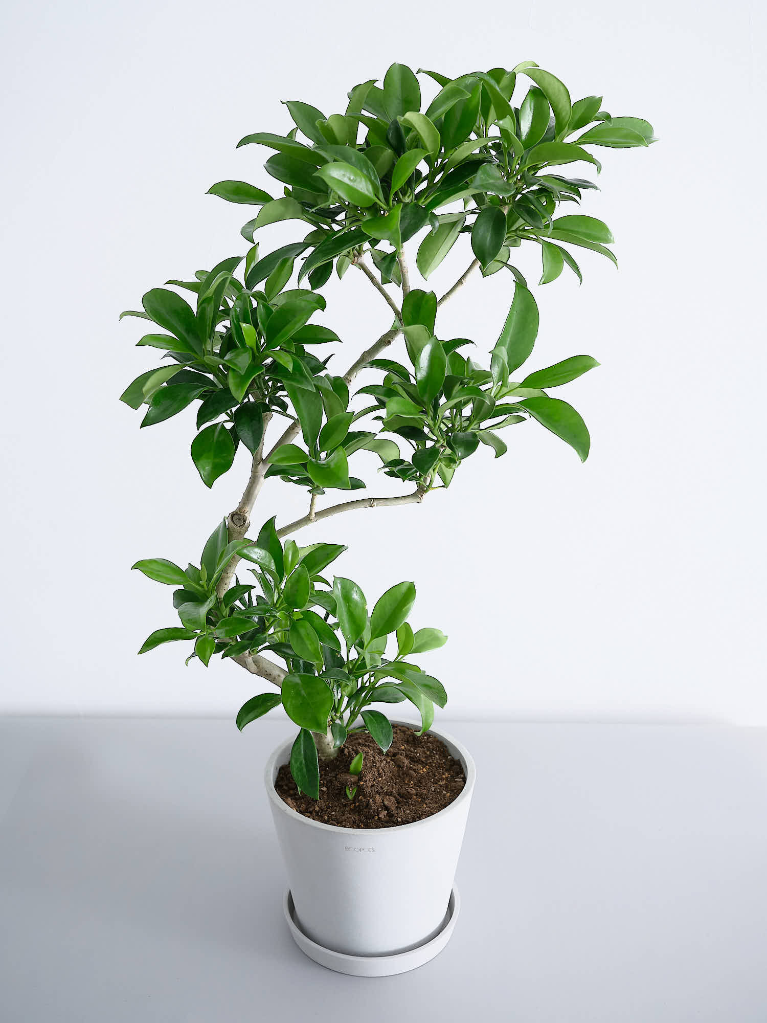 ファグラエア・ベルテロアナ S | 観葉植物の通販 AND PLANTS ファグラエア・ベルテロアナ S | 観葉植物の通販 AND PLANTS