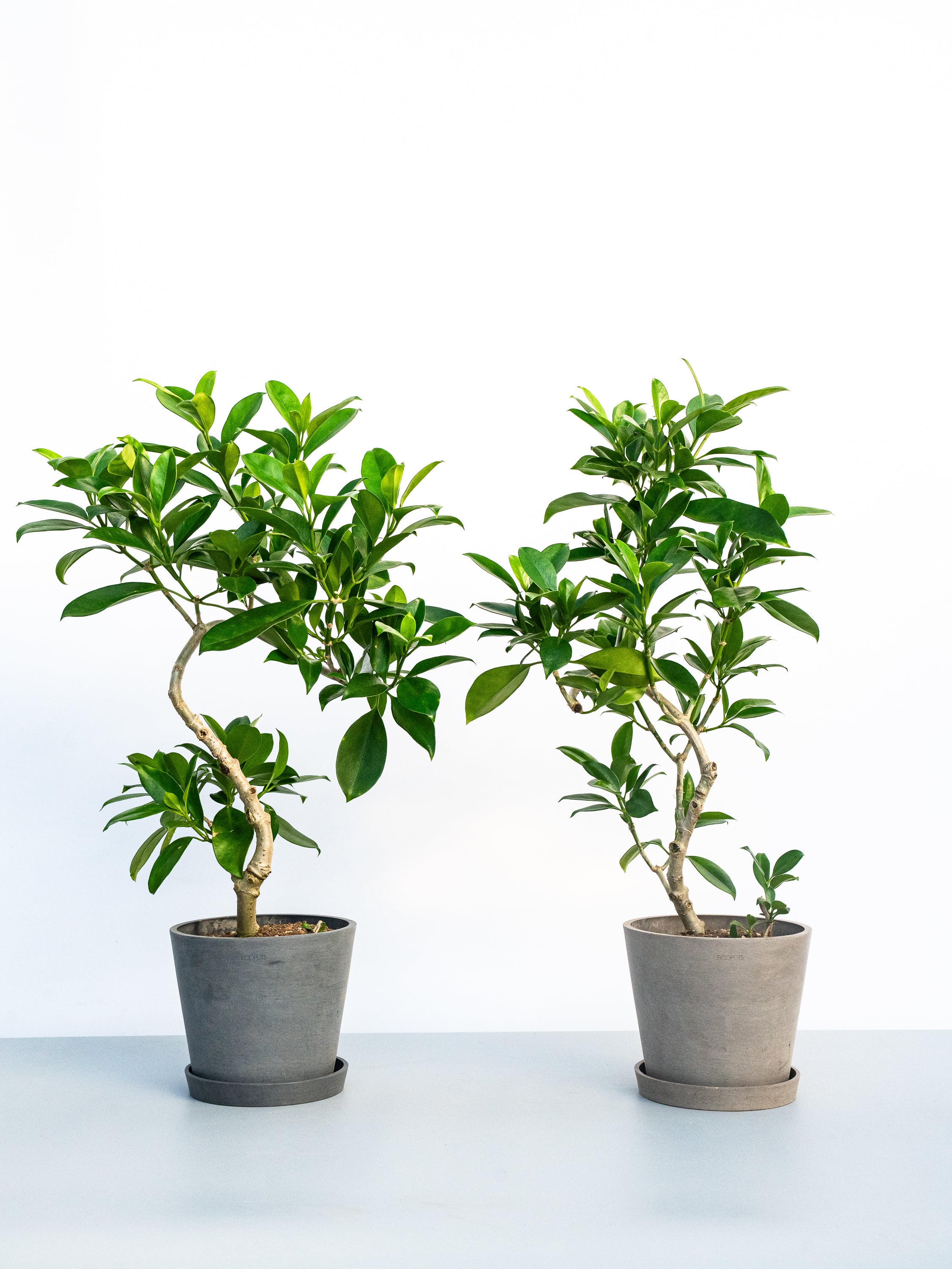 ファグラエア・ベルテロアナ S | 観葉植物の通販 AND PLANTS (アンド
