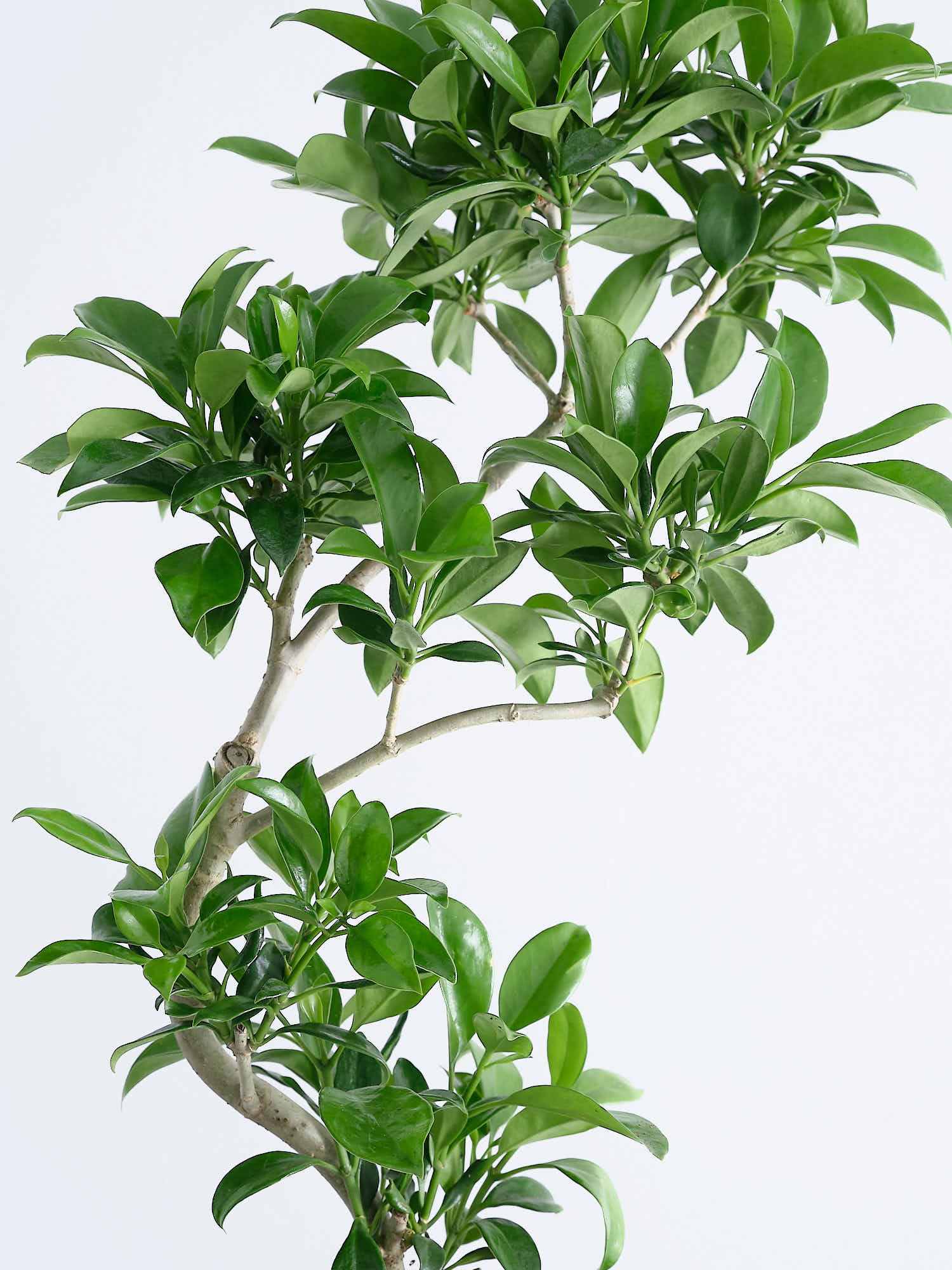 ファグラエア・ベルテロアナ S | 観葉植物の通販 AND PLANTS (アンド