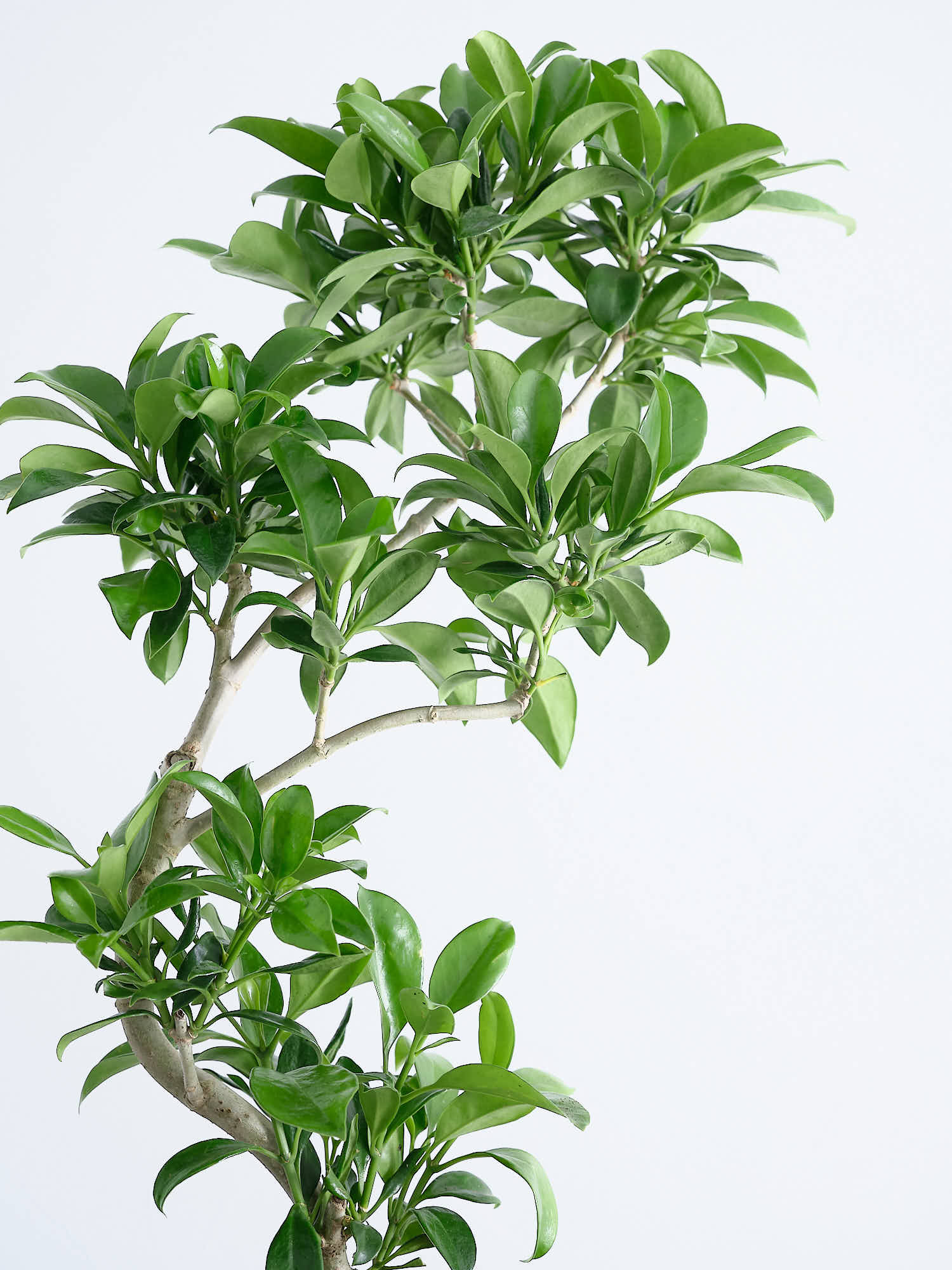 ファグラエア・ベルテロアナ S | 観葉植物の通販 AND PLANTS (アンド