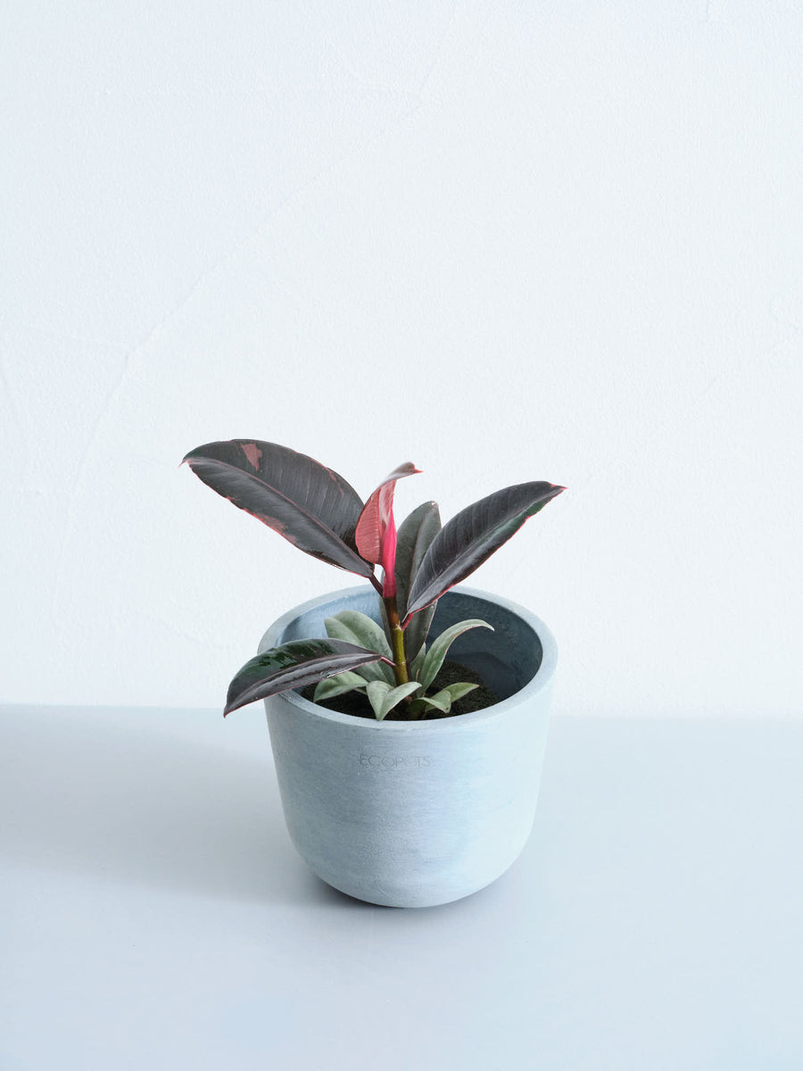 フィカス 3号 | 観葉植物の通販 AND PLANTS (アンドプランツ)