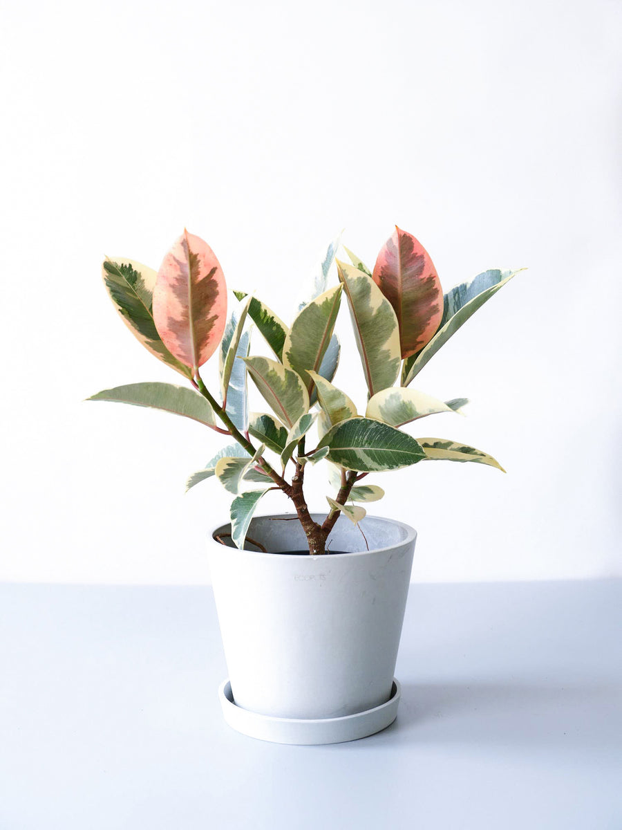 フィカス・ティネケ 6号 | 観葉植物の通販 AND PLANTS (アンドプランツ)