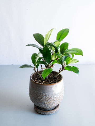 【一点もの】フィカス・キアティスキプラ Table-L #1