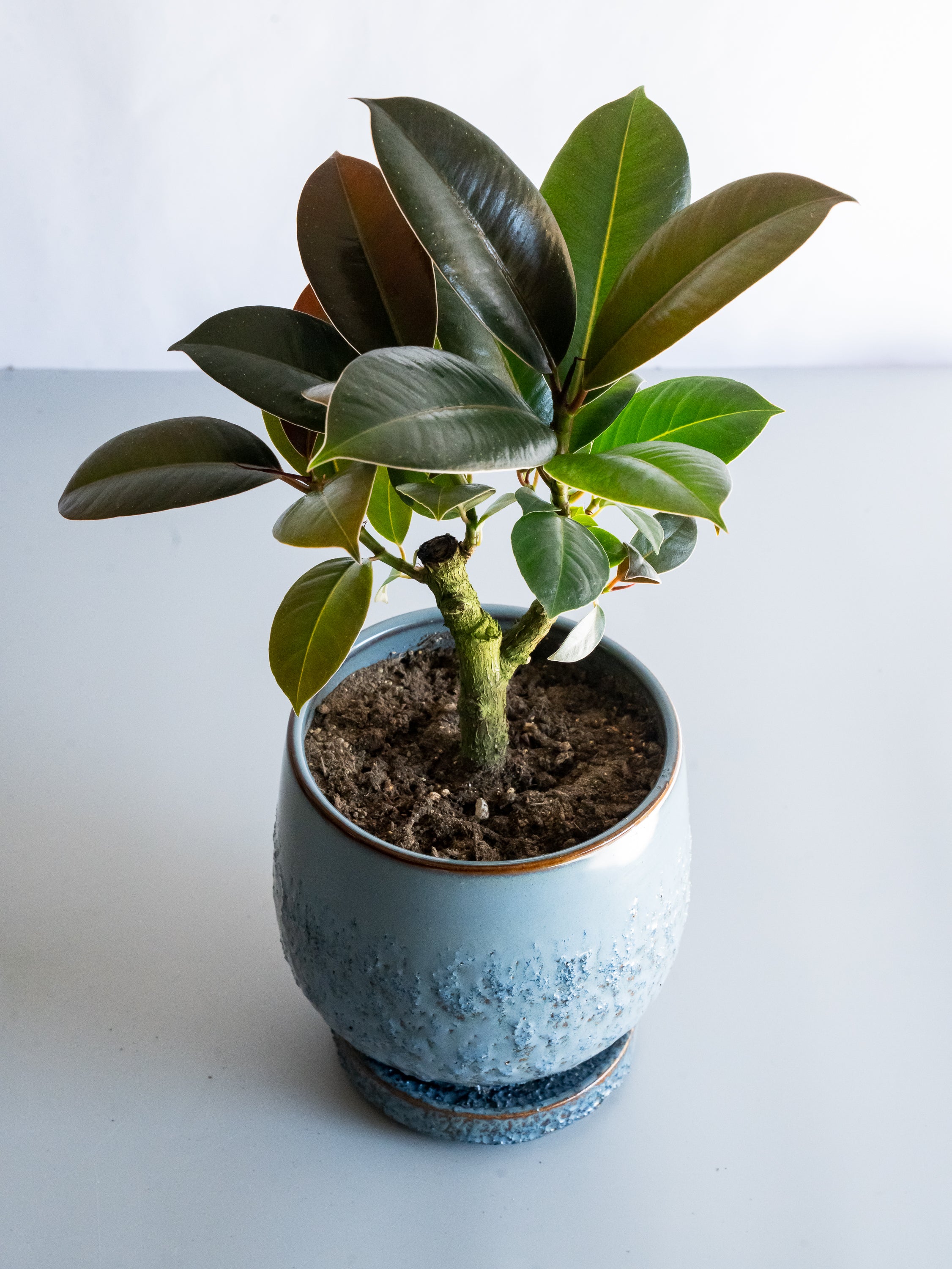 【一点もの】フィカス・メラニー Table-L #3