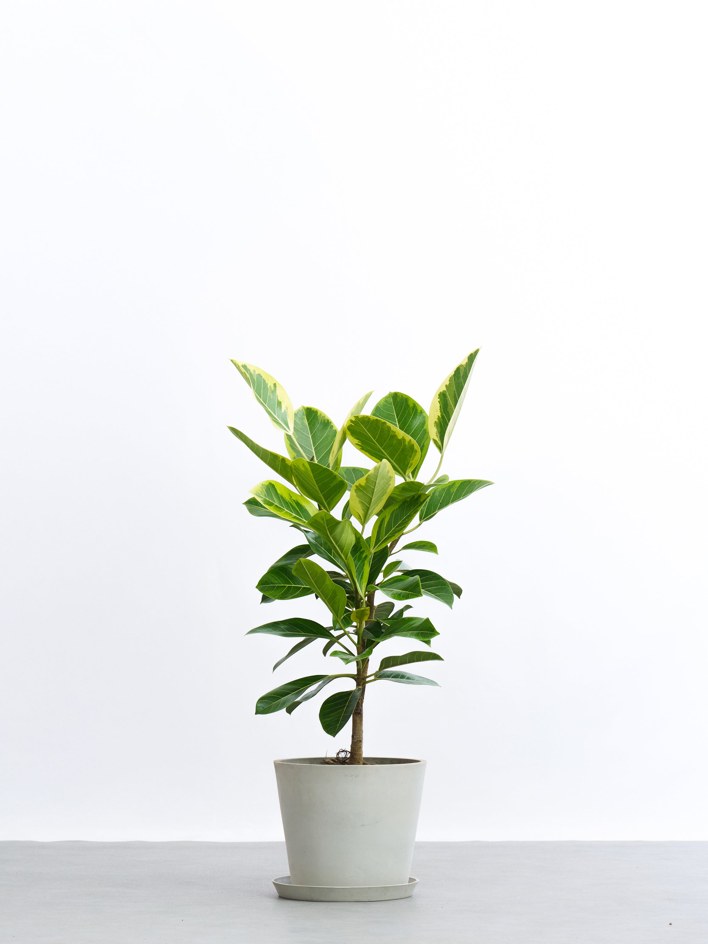 フィカス・アルテシーマ L | 観葉植物の通販 AND PLANTS (アンドプランツ)