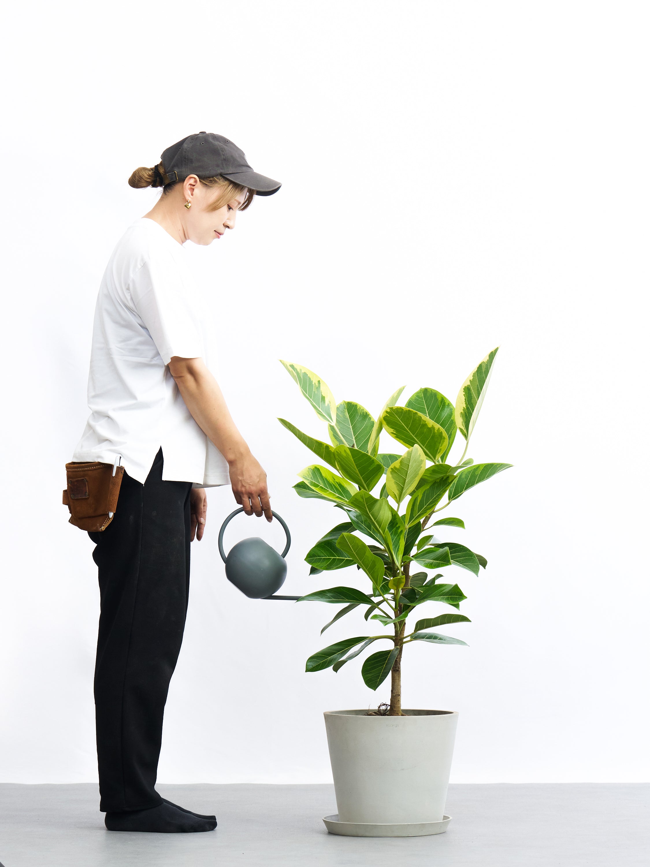 フィカス・アルテシーマ L | 観葉植物の通販 AND PLANTS (アンドプランツ)