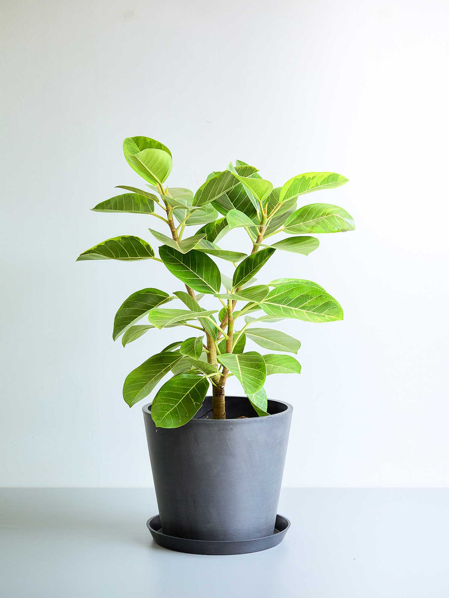 フィカス・アルテシマ 10号 | 観葉植物の通販 AND PLANTS (アンドプランツ)