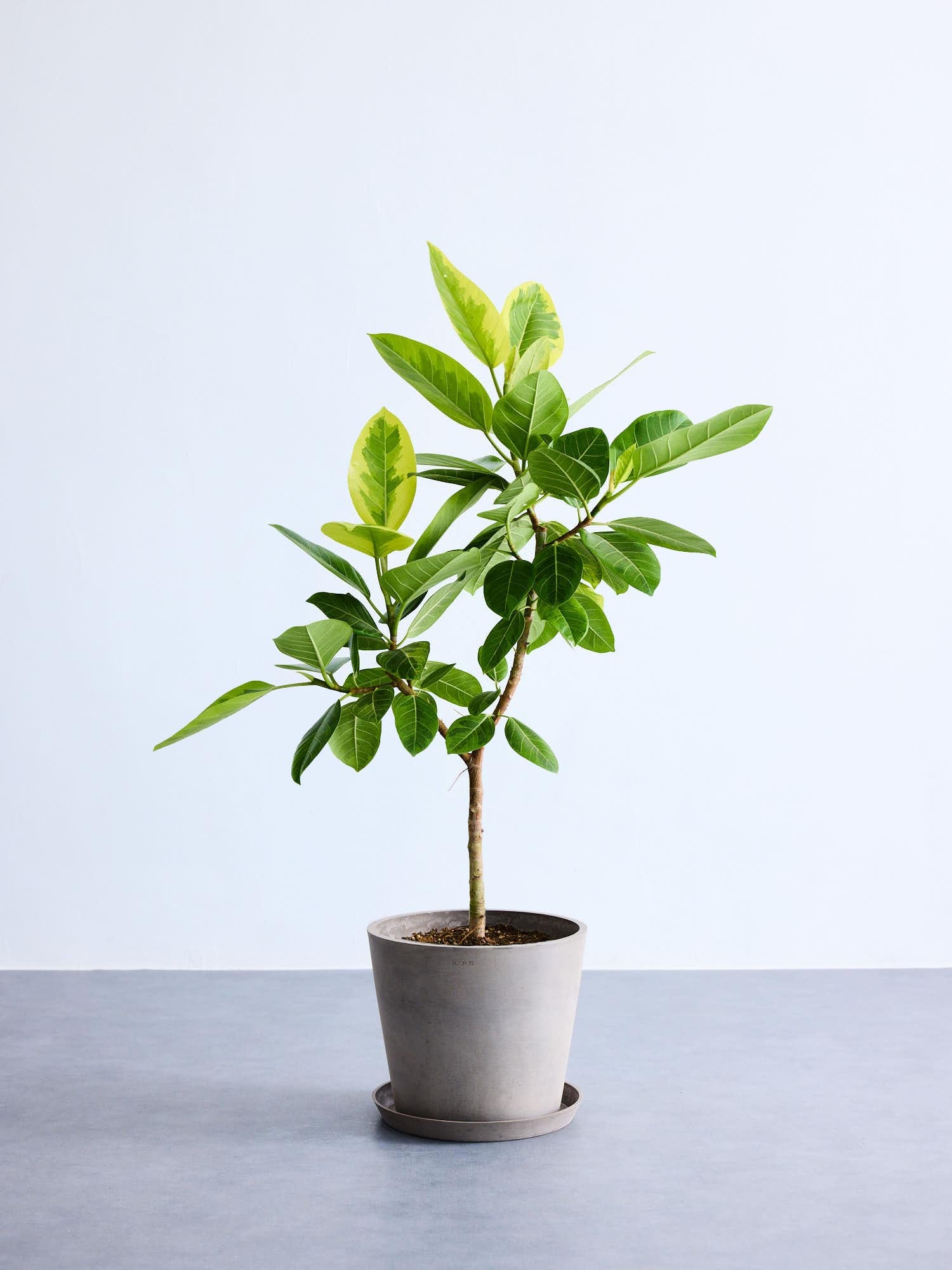 フィカス・アルテシマ | 観葉植物の通販 AND PLANTS (アンドプランツ)