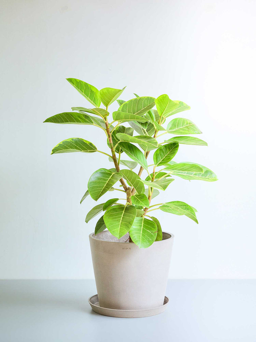 フィカス・アルテシマ 10号 | 観葉植物の通販 AND PLANTS (アンドプランツ)