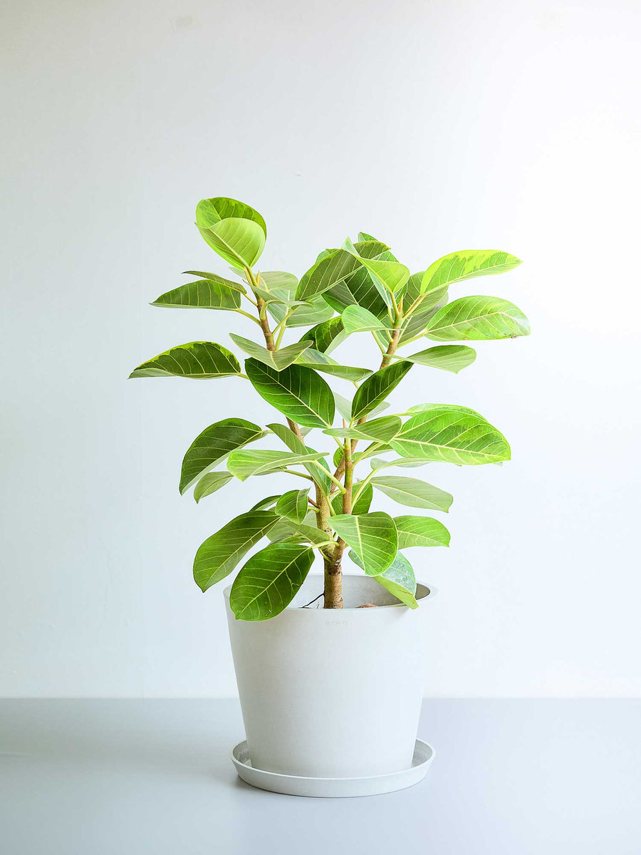 フィカス・アルテシマ 10号 | 観葉植物の通販 AND PLANTS (アンドプランツ)