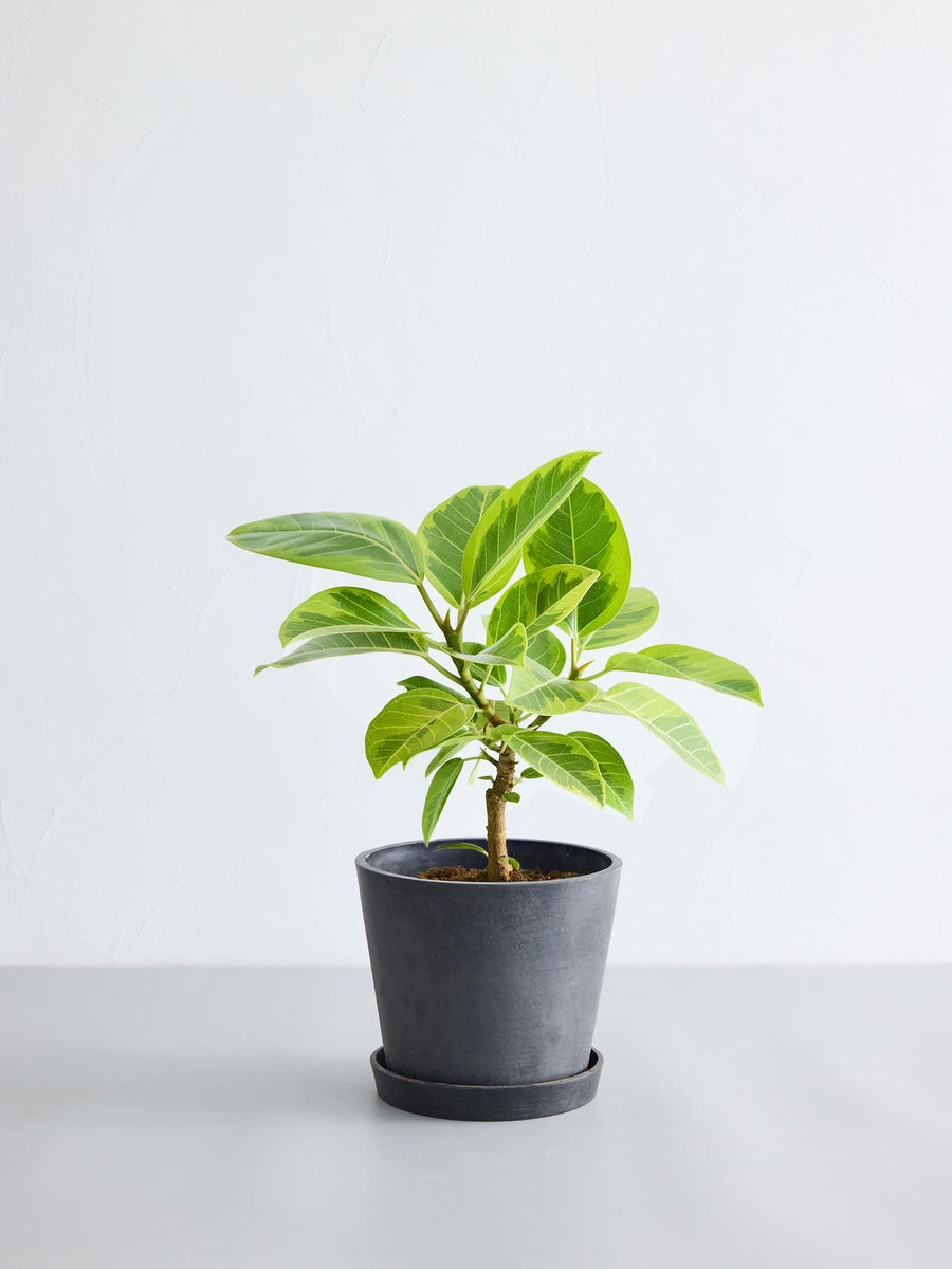 美品★ フィカス　アルテシマ　6号鉢 フィカス・アルテシマ 6号 | 観葉植物の通販 AND PLANTS (アンドプランツ)