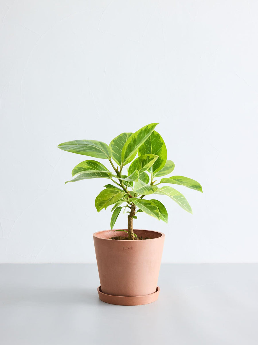 フィカス・アルテシマ 6号 | 観葉植物の通販 AND PLANTS (アンドプランツ)