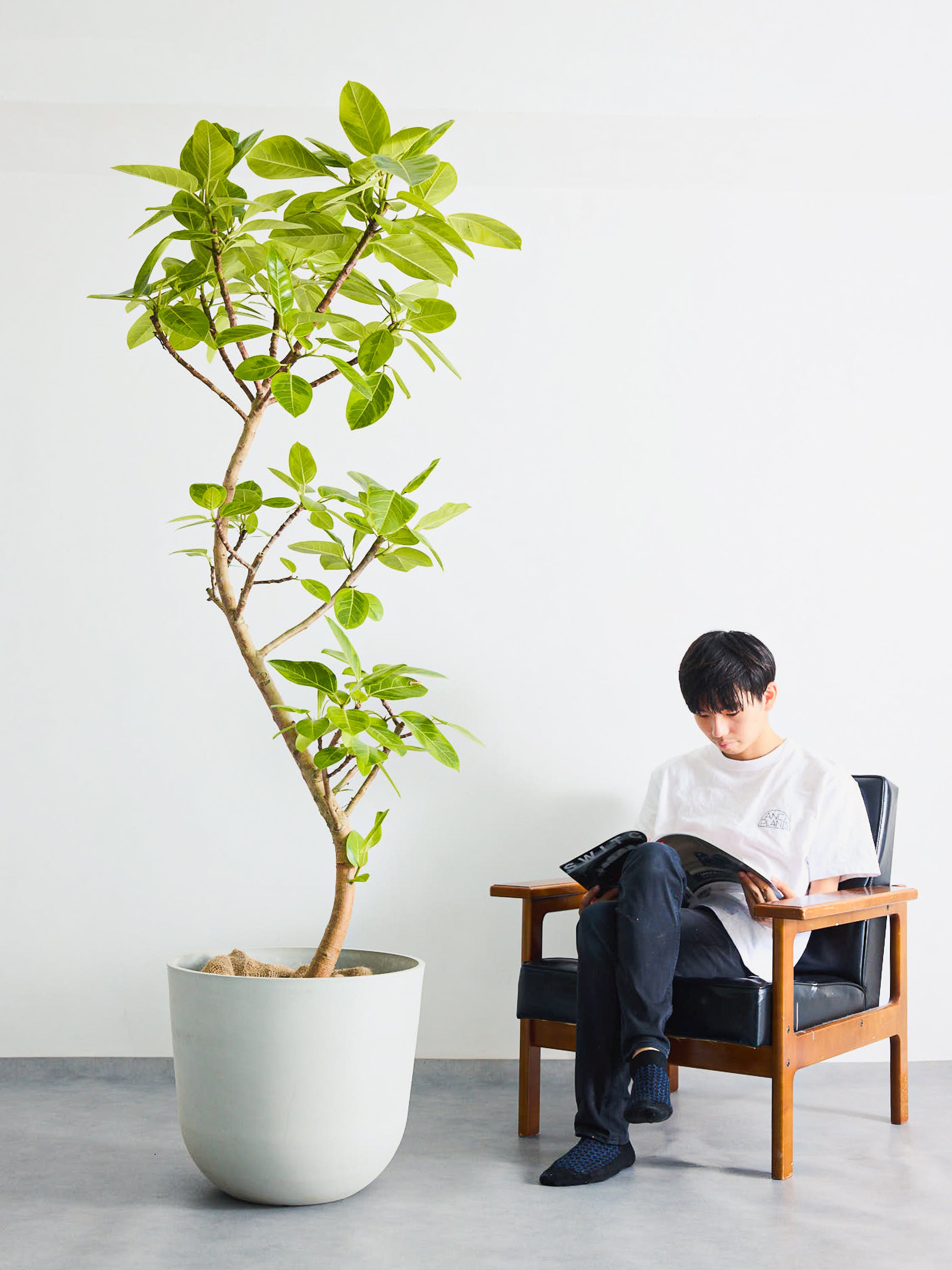 フィカス・アルテシマ まがり XL #2 【首都圏限定】 | 観葉植物の通販