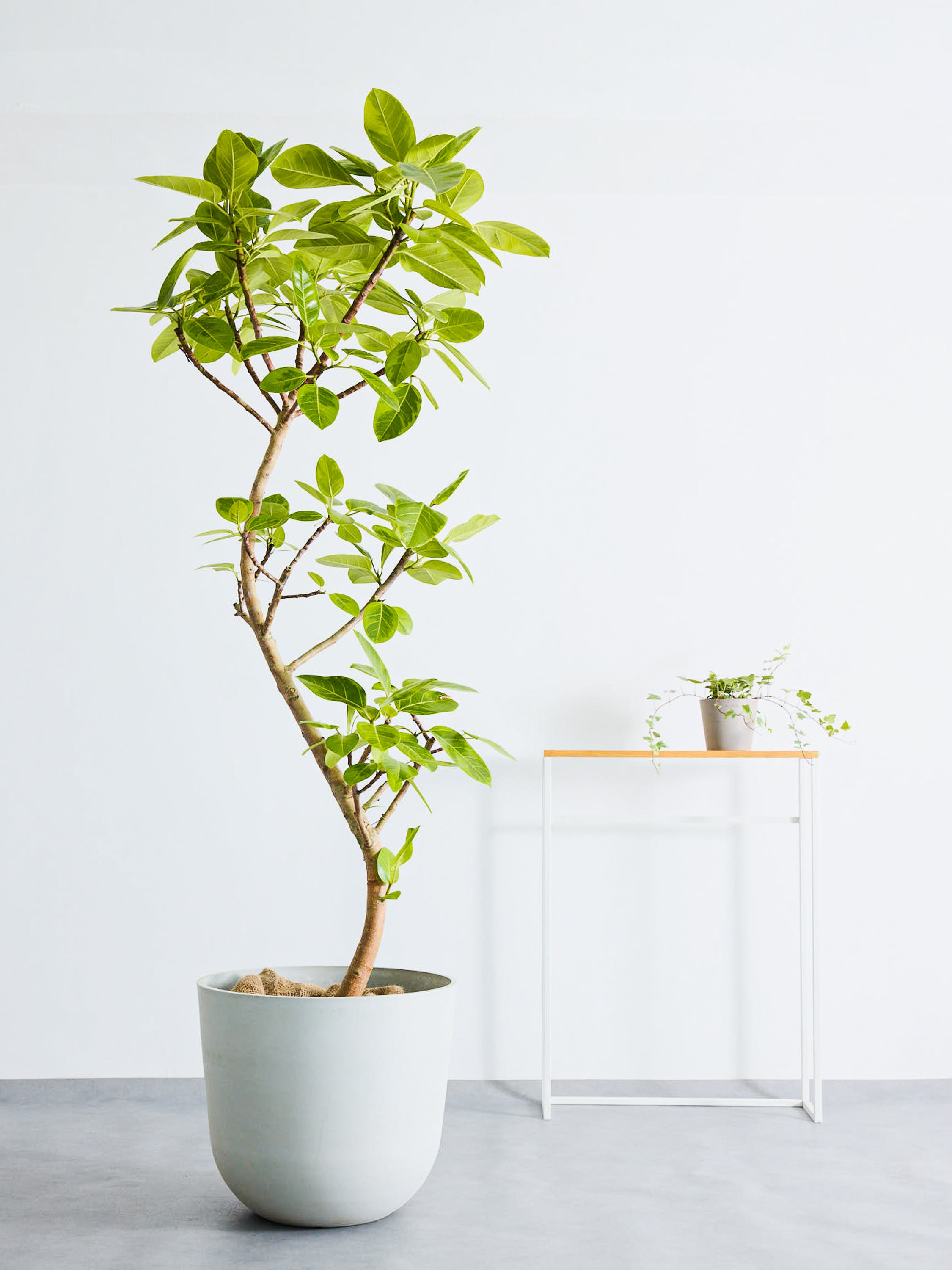フィカス・アルテシマ まがり XL #2 【首都圏限定】 | 観葉植物の通販