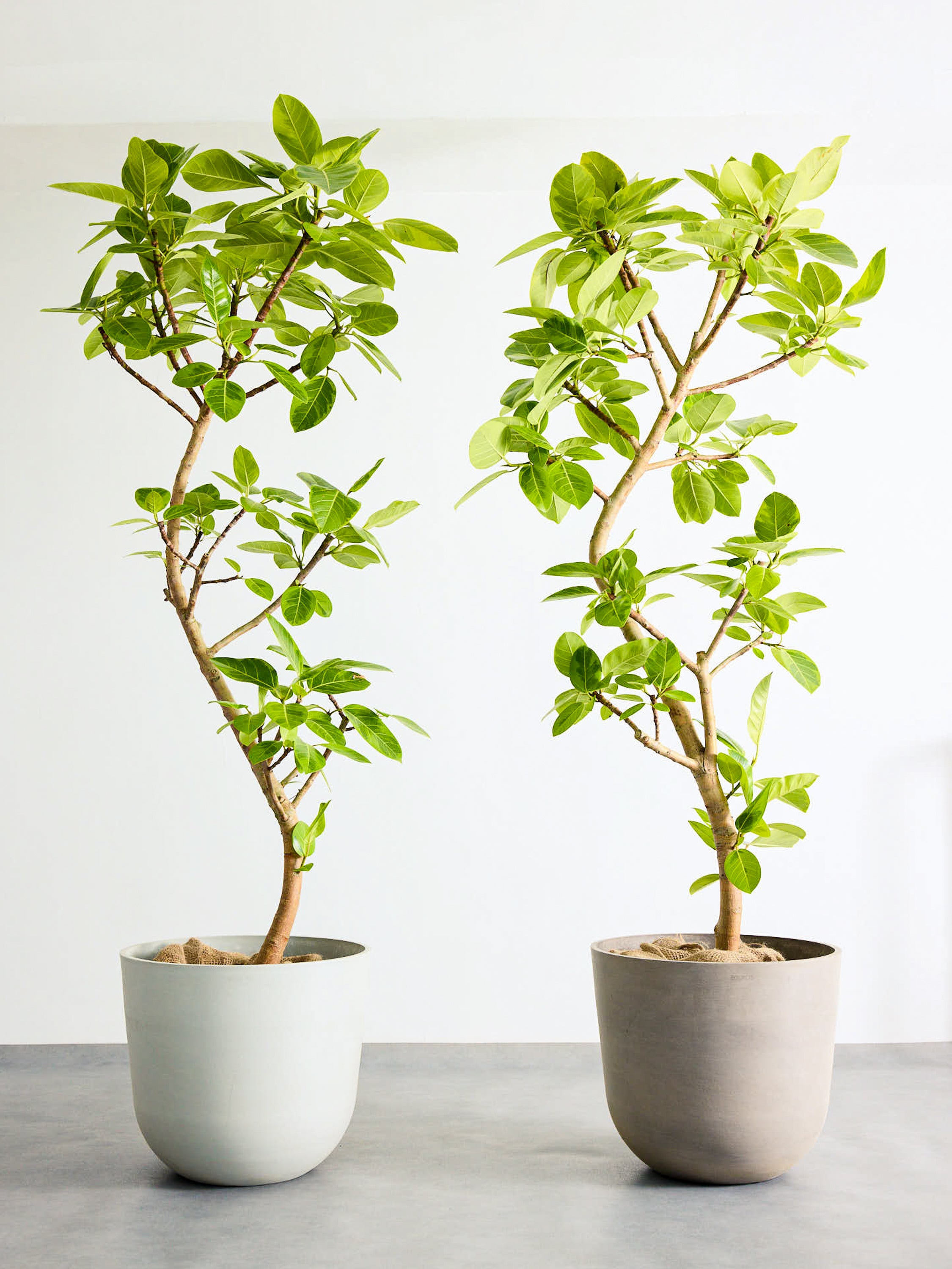 フィカス・アルテシマ まがり XL #2 【首都圏限定】 | 観葉植物の通販